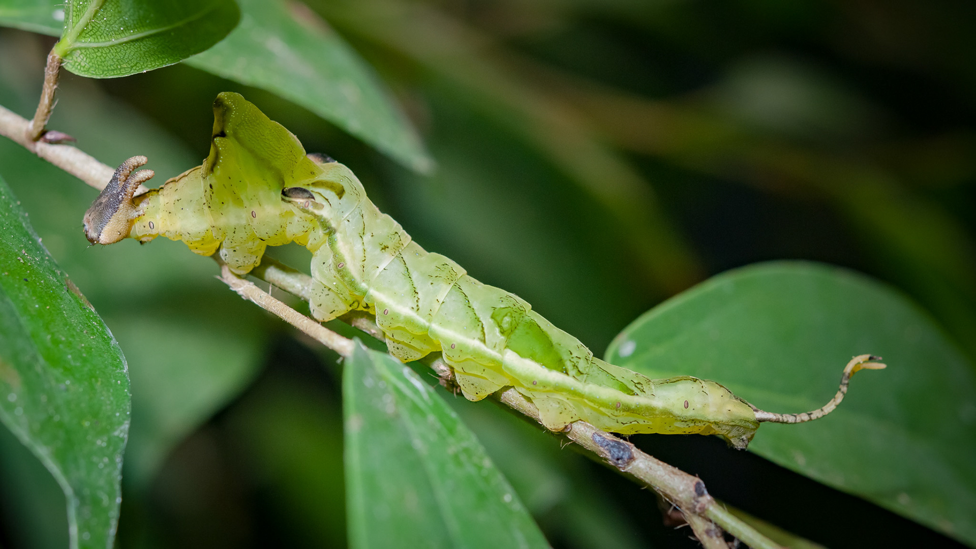 Butterfly Conservatory, El Castillo