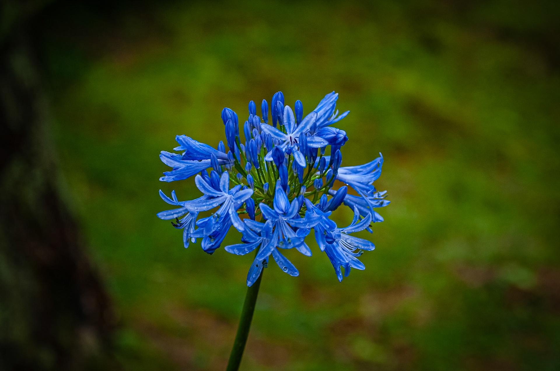 Parque Florestal das Sete Fonte, São Jorge