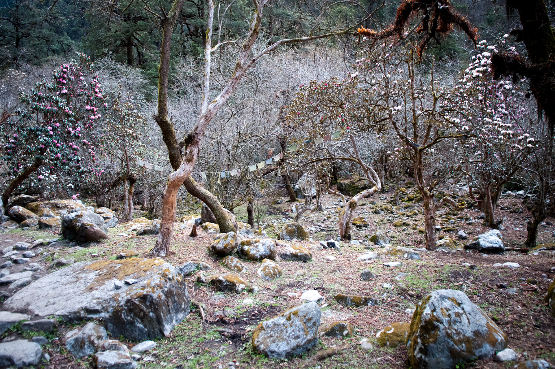 Entre Lama Hotel (2410m) et Langtang (3430m)