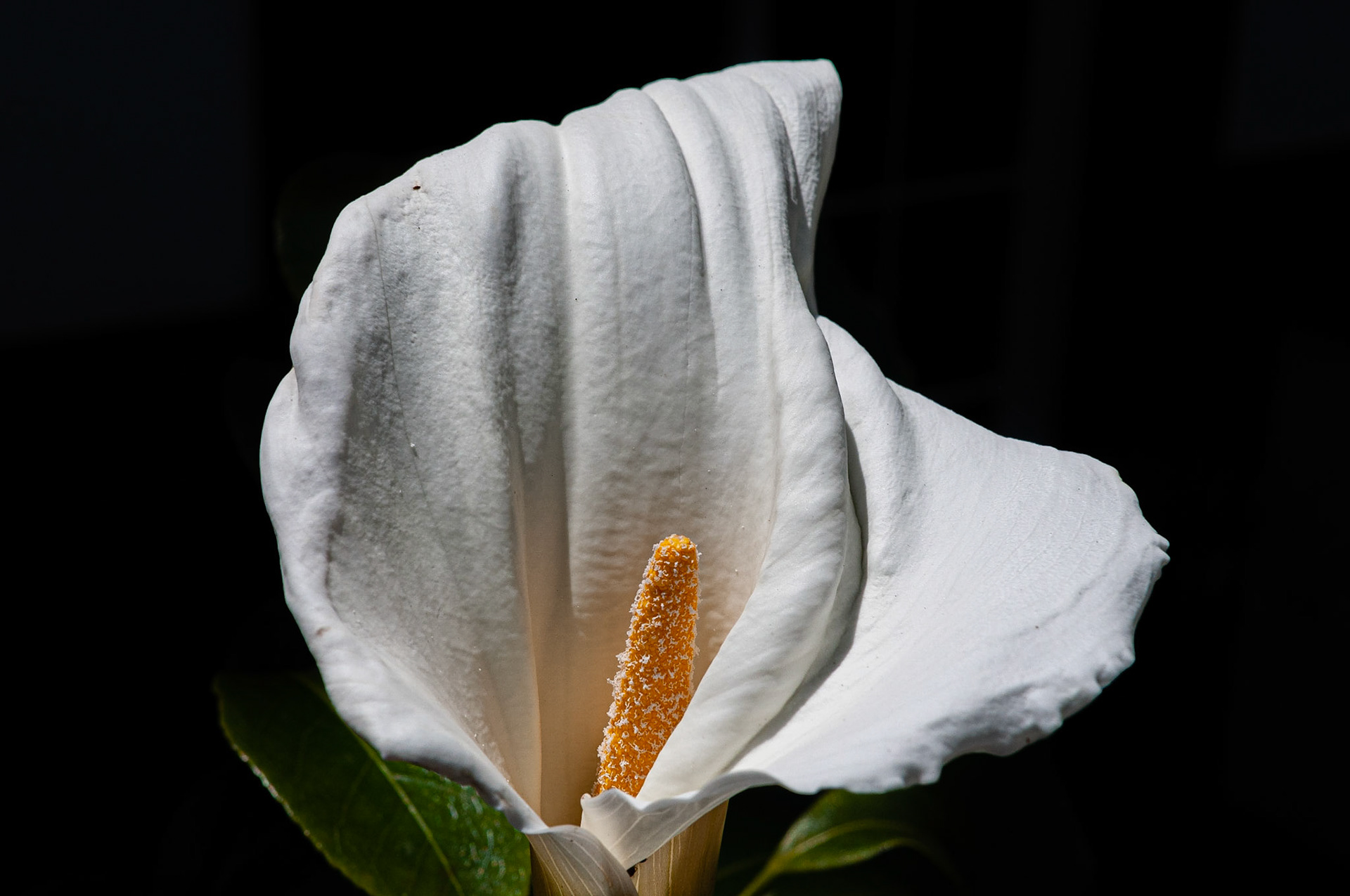 Jardim José do Canto, Ponta Delgada, São Miguel