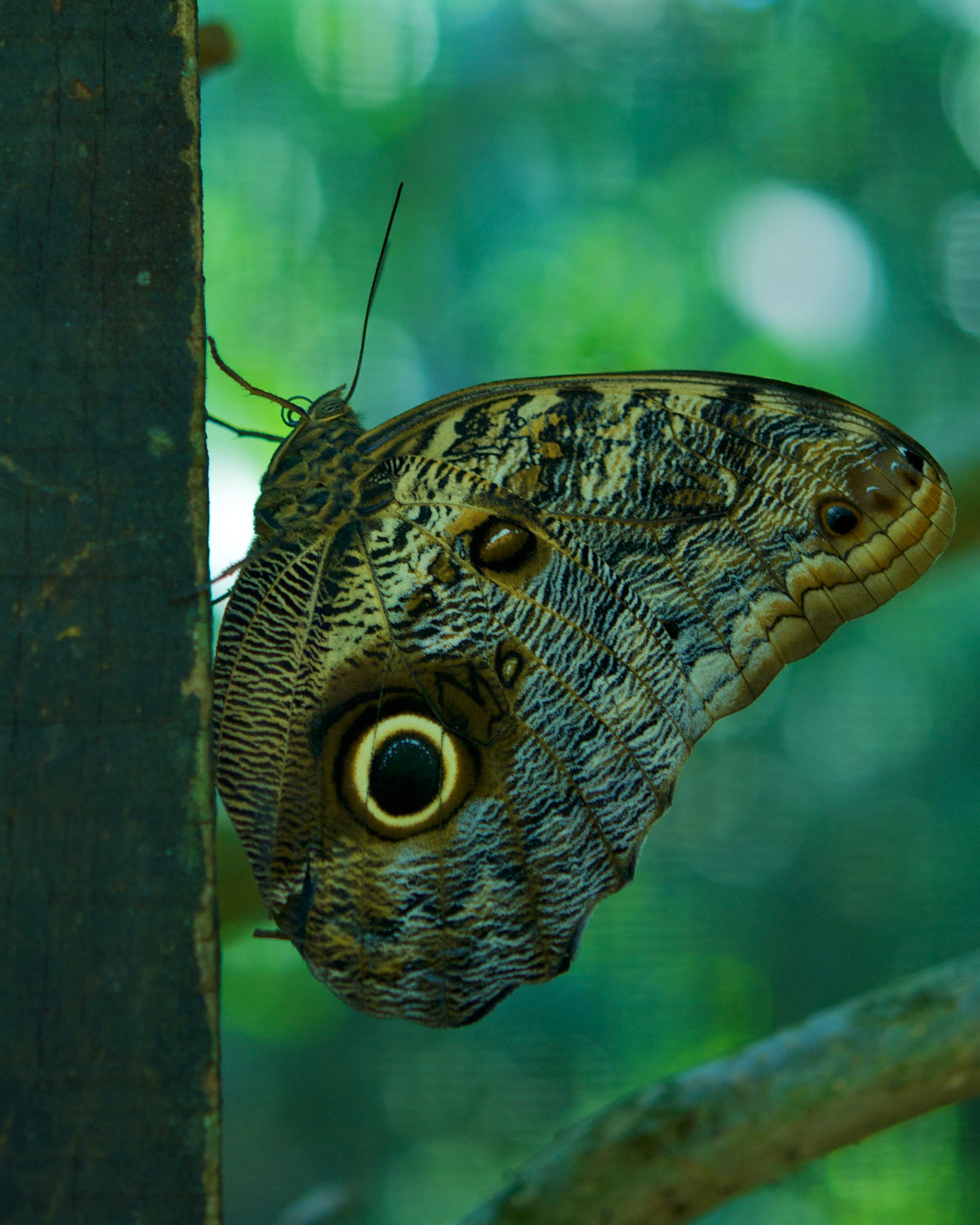 Parque das Aves, Brésil