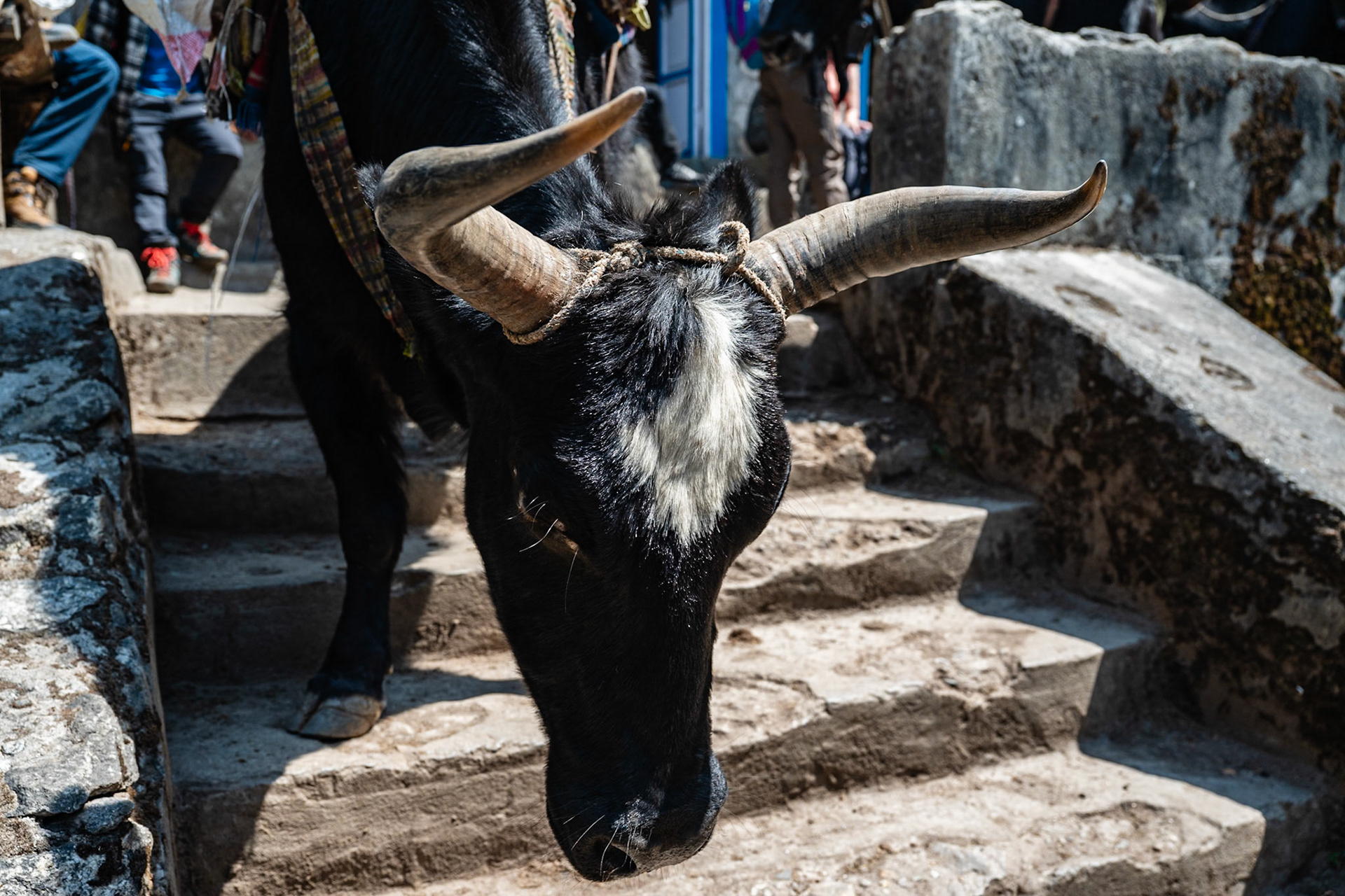 Day 2 - Phakding (2'610 m) to Namche Bazaar (3'446 m)