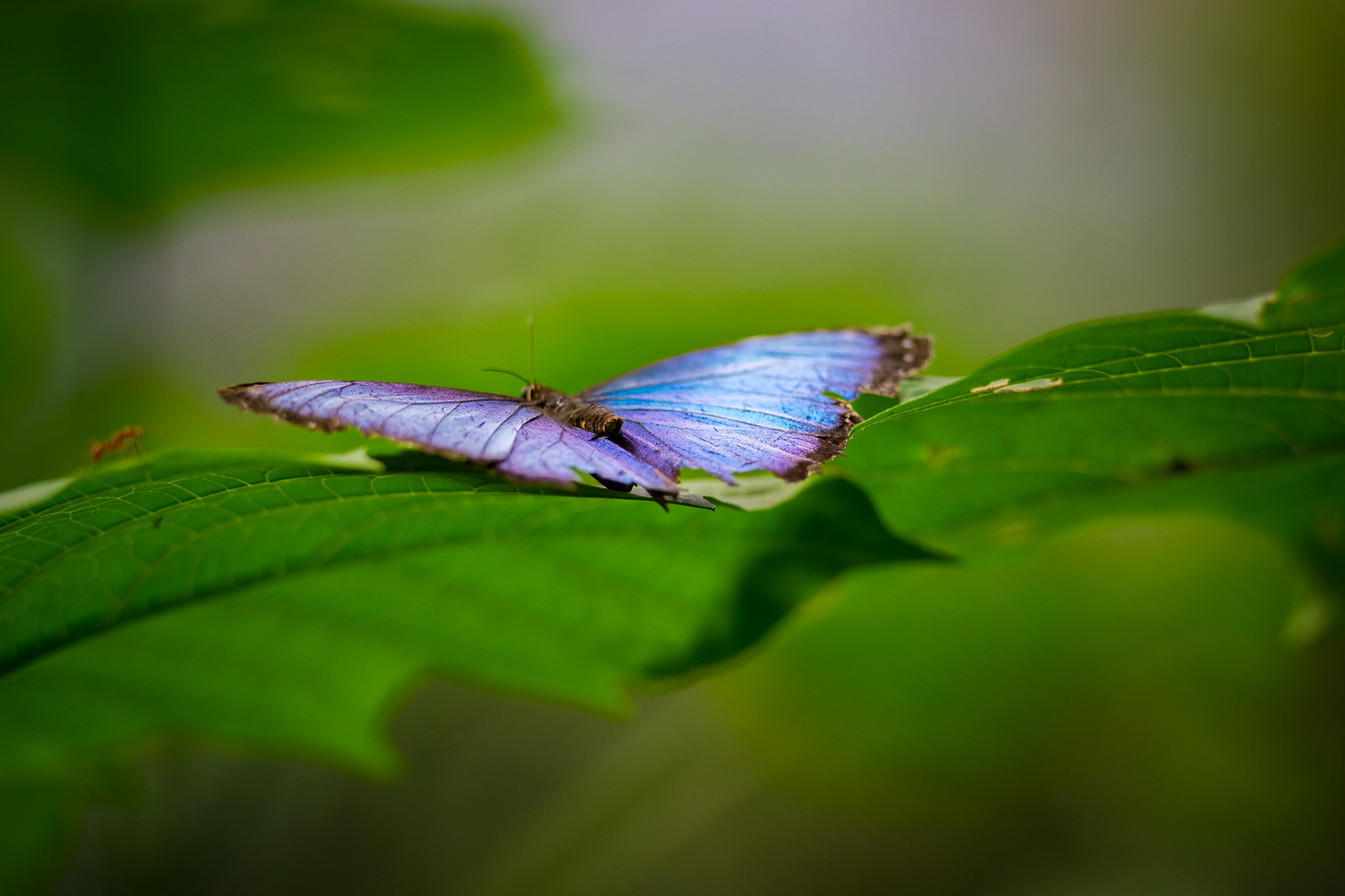 Butterfly Conservatory, El Castillo