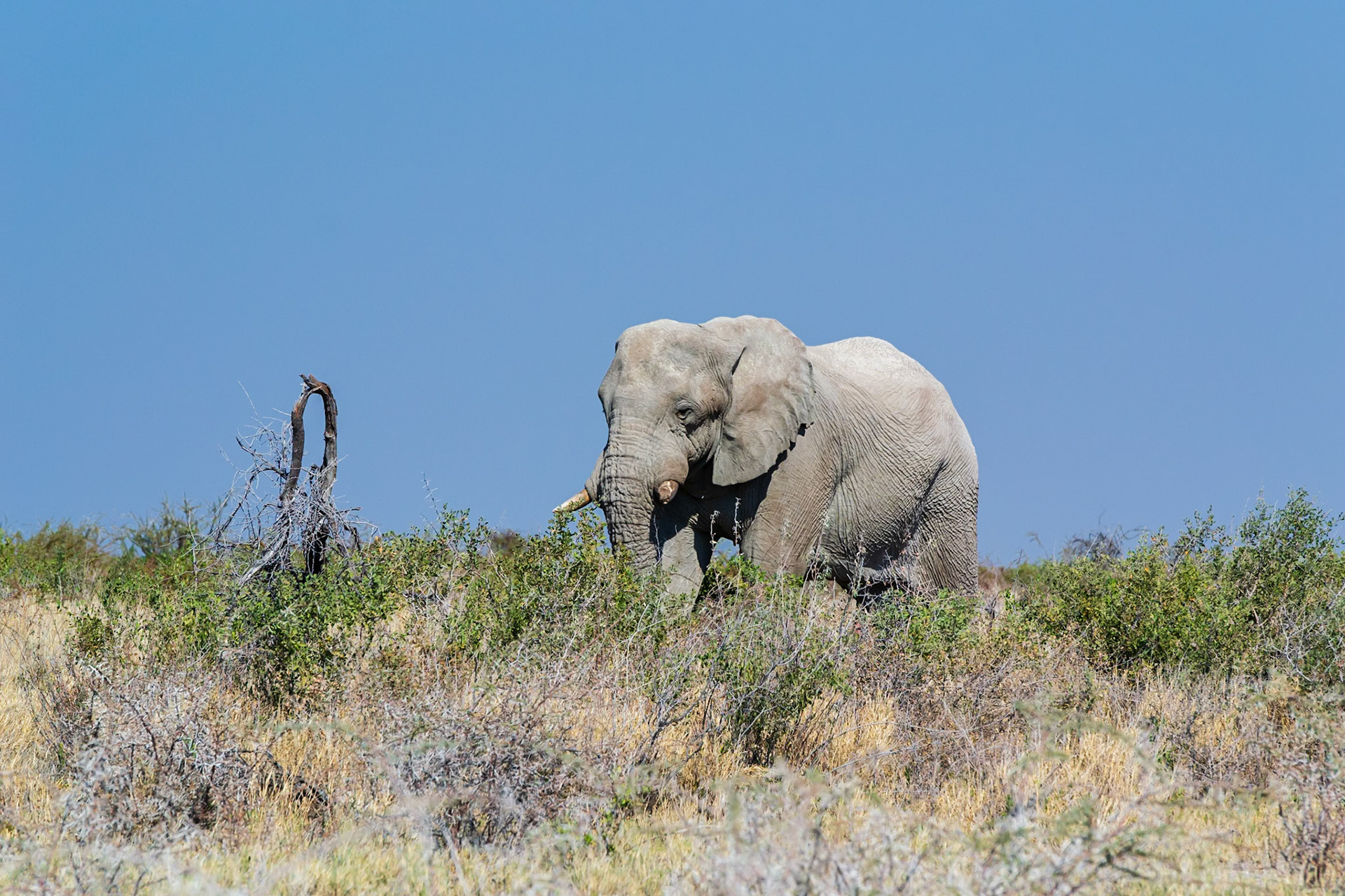 Etosha National Park