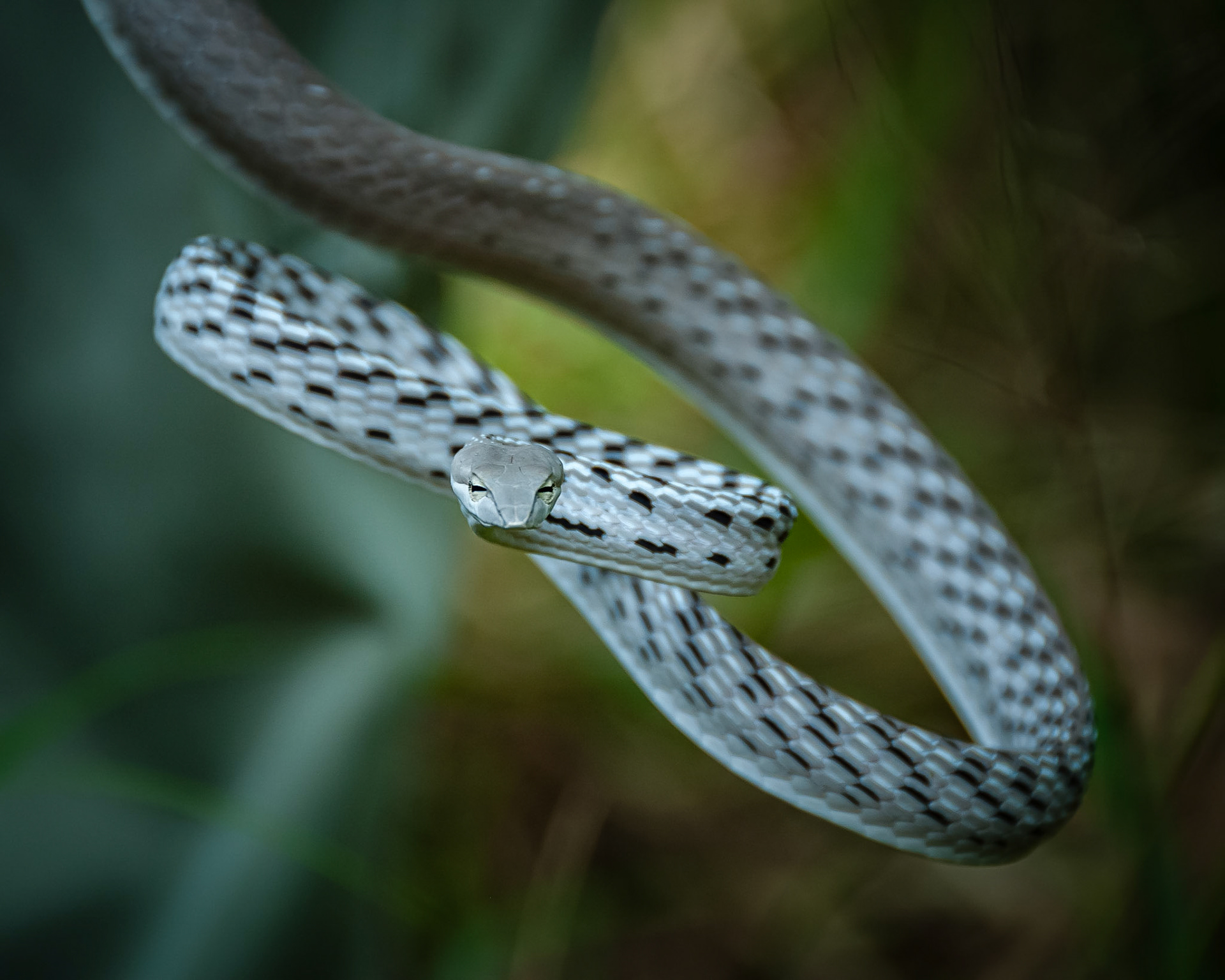 Khao Yai National Park