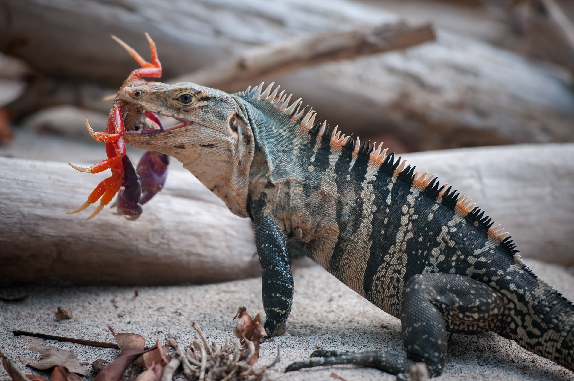 Parque Nacional Manuel Antonio