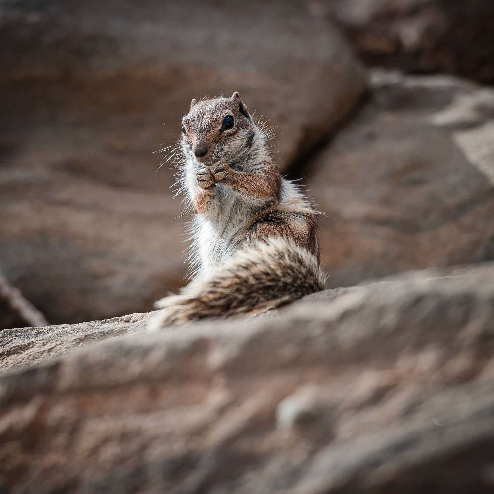 Cuevas de Ajuy, Fuerteventura