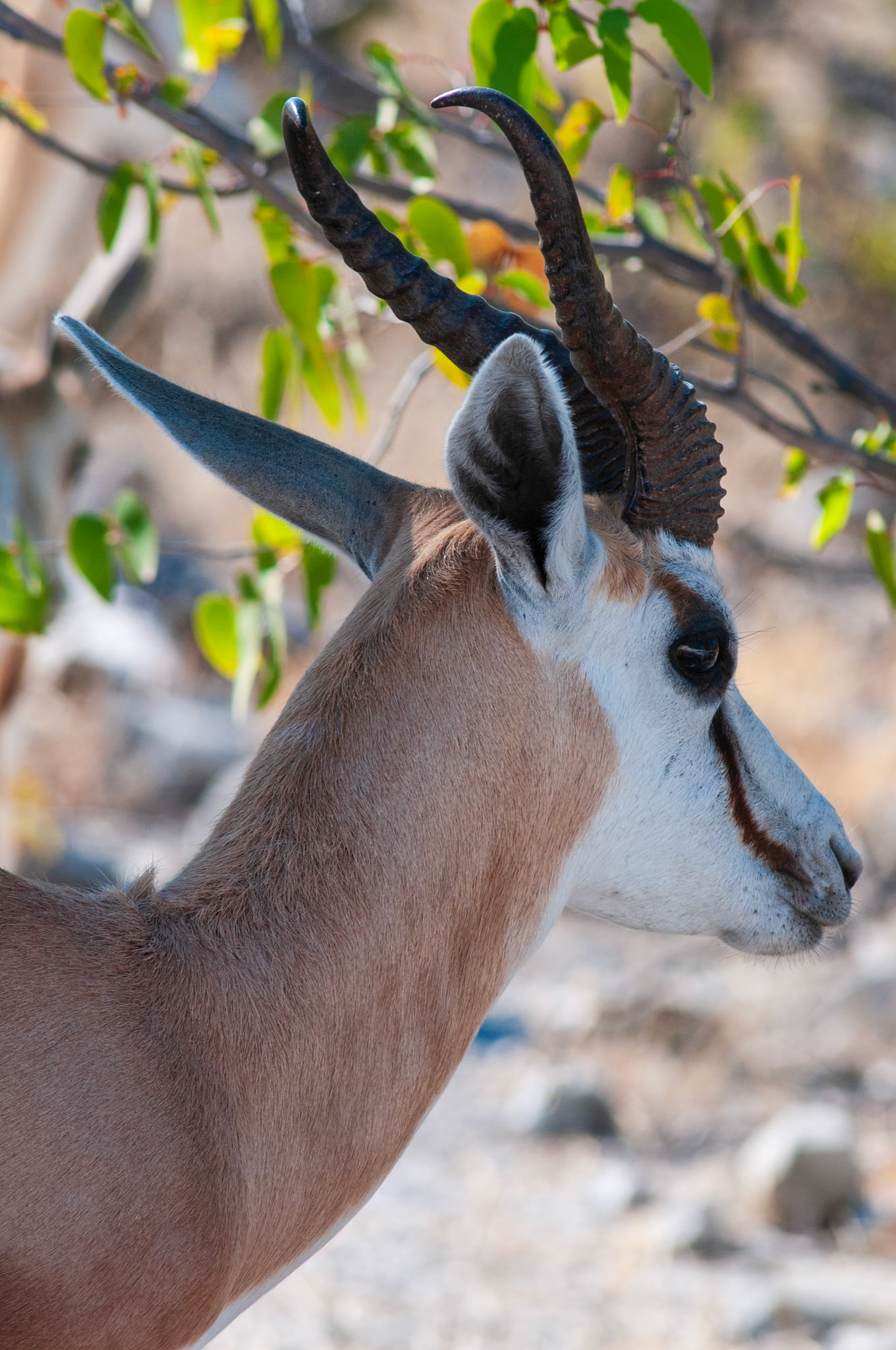 Etosha National Park