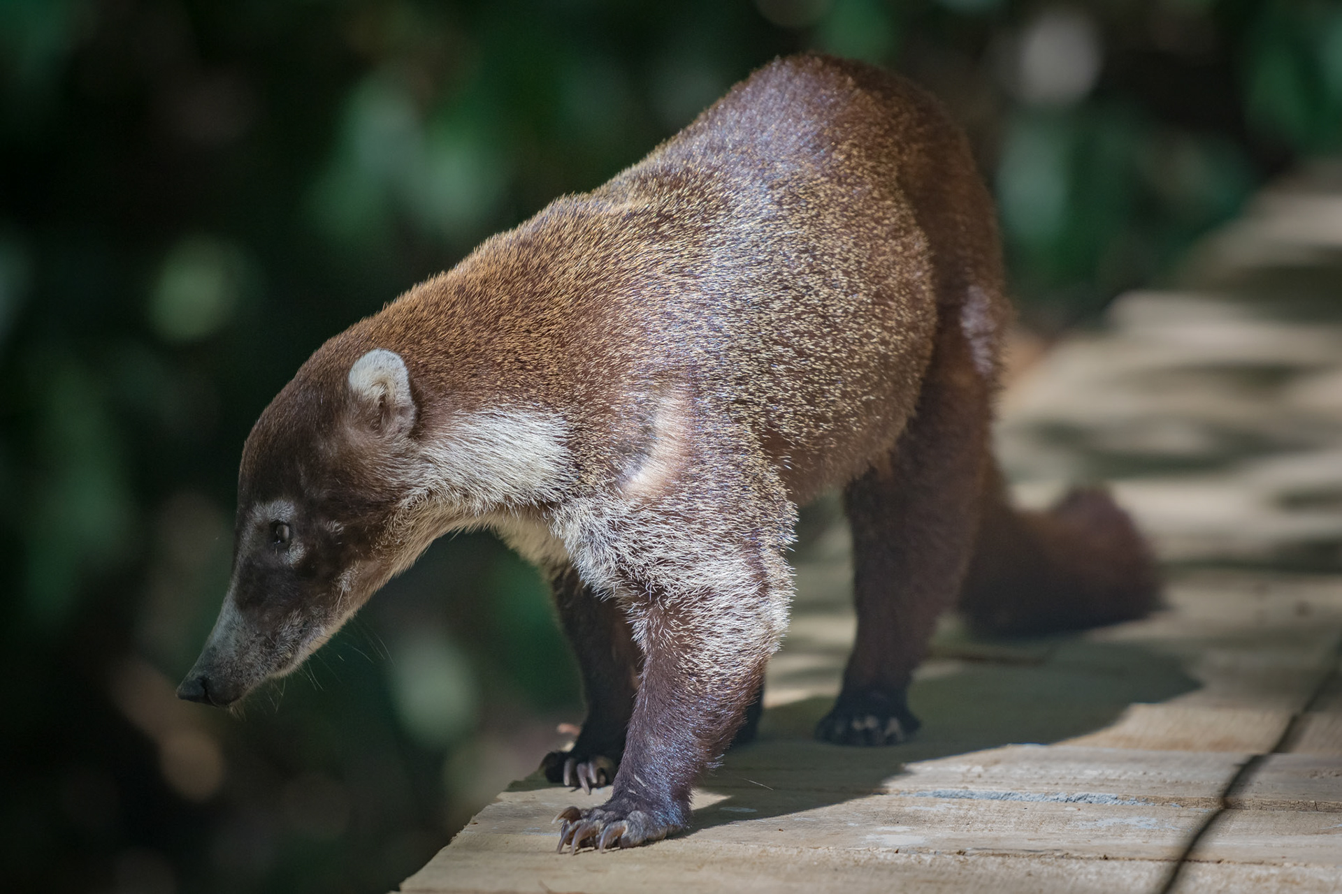 White-Nosed Coati, Hotel El Pequeño Gecko Verde