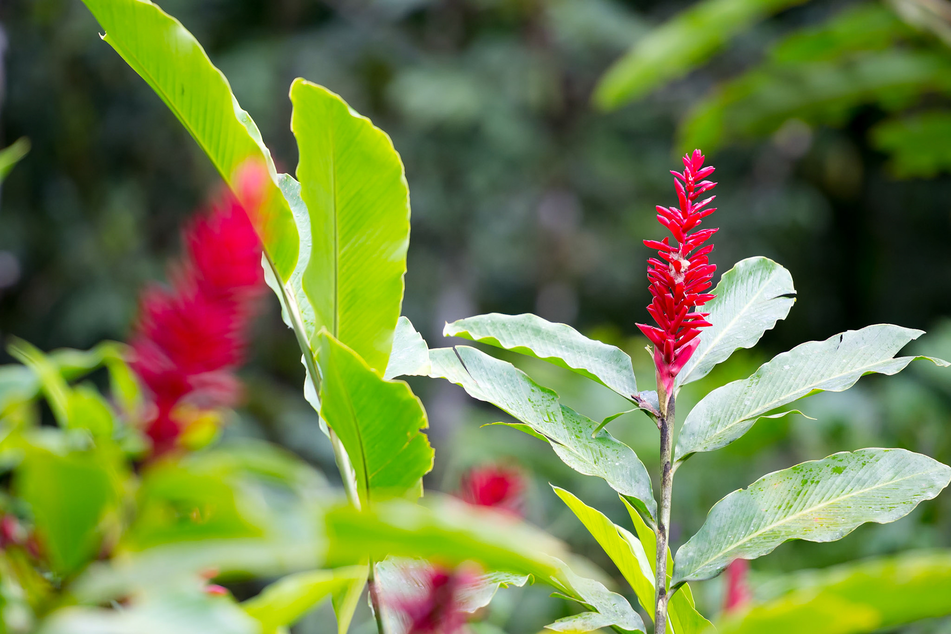 Butterfly Conservatory, El Castillo
