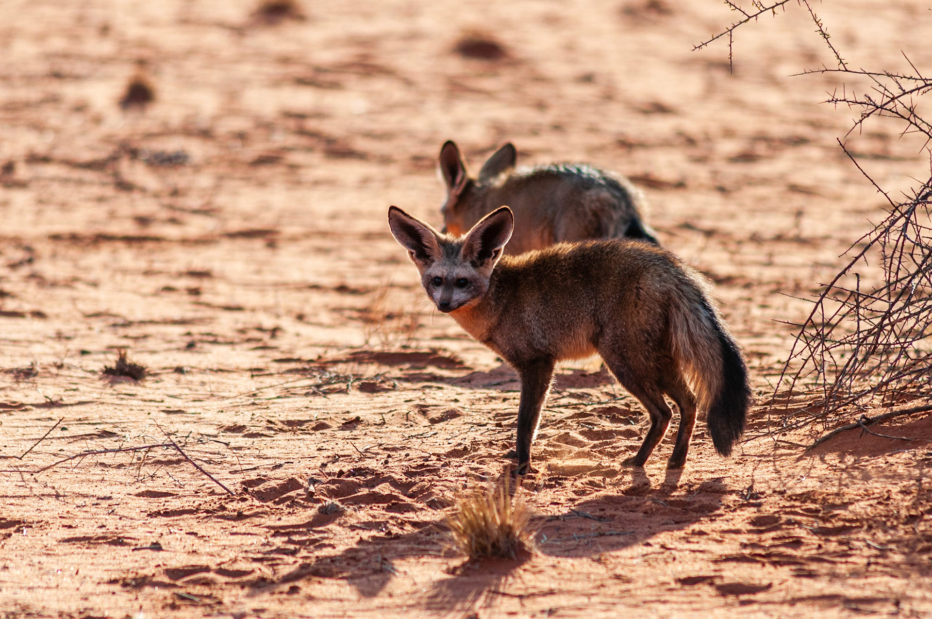 Bagatelle Kalahari Game Ranch, Mariental