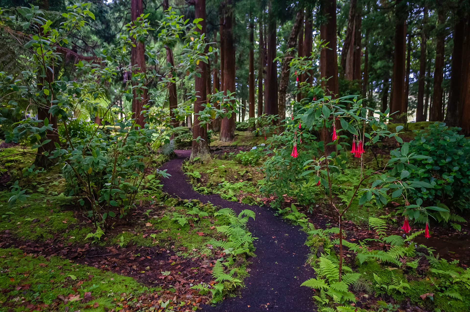 Parque Florestal das Sete Fonte, São Jorge