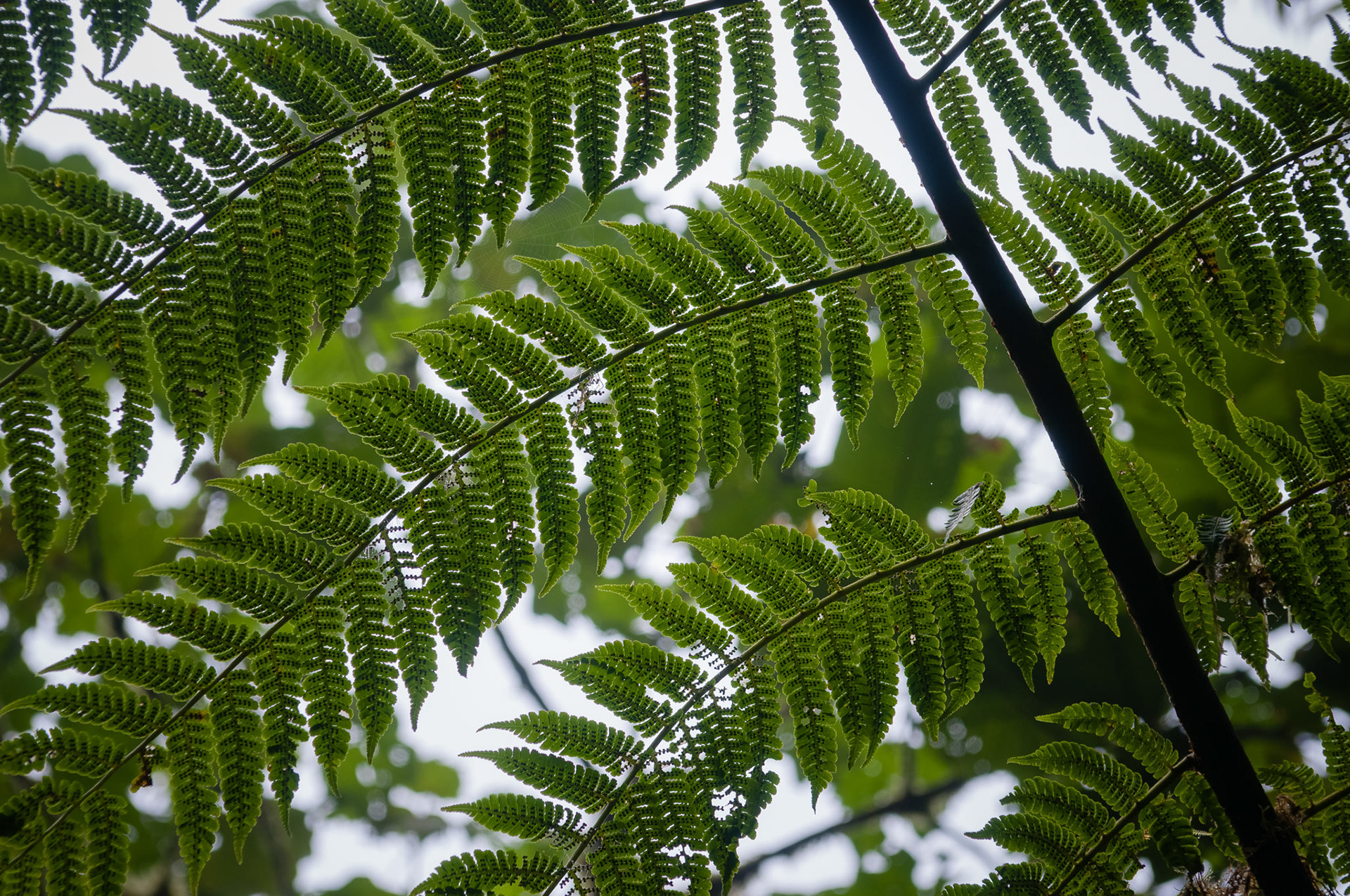Reserva Biologica Bosque Nuboso Monteverde
