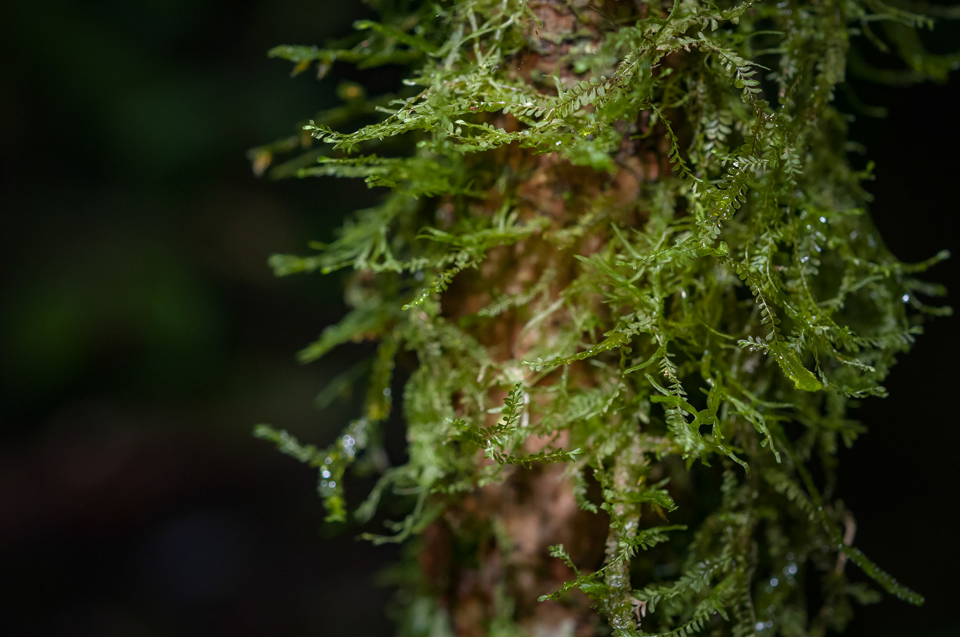 Butterfly Conservatory, El Castillo
