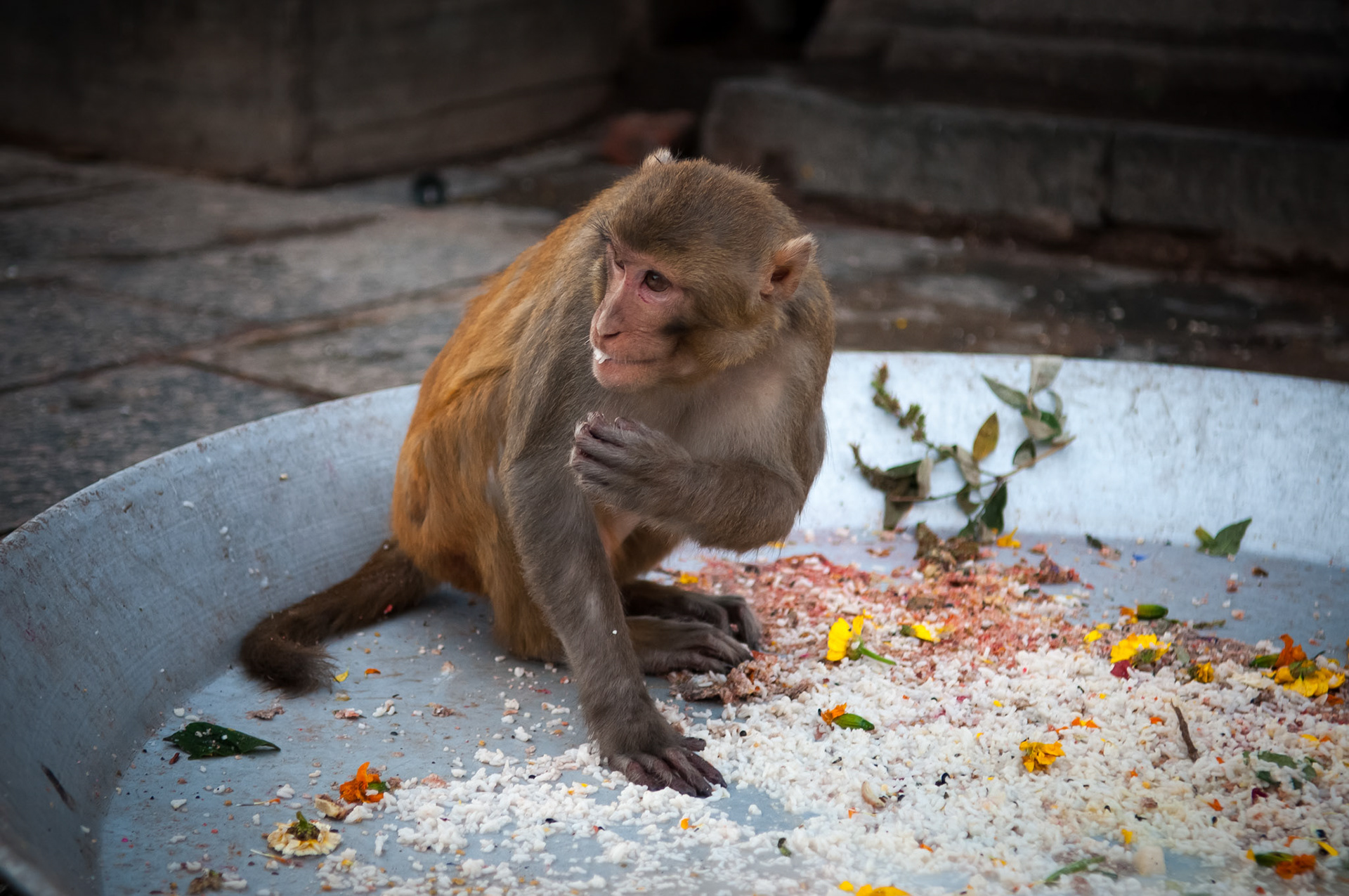 Temple de Swayambhunath (Monkey Temple), Kathmandou
