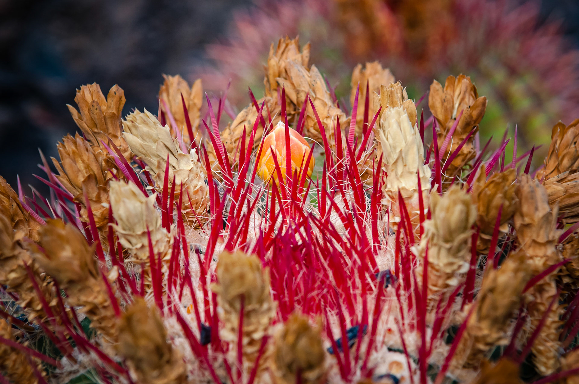 Jardin de Cactus, Lanzarote