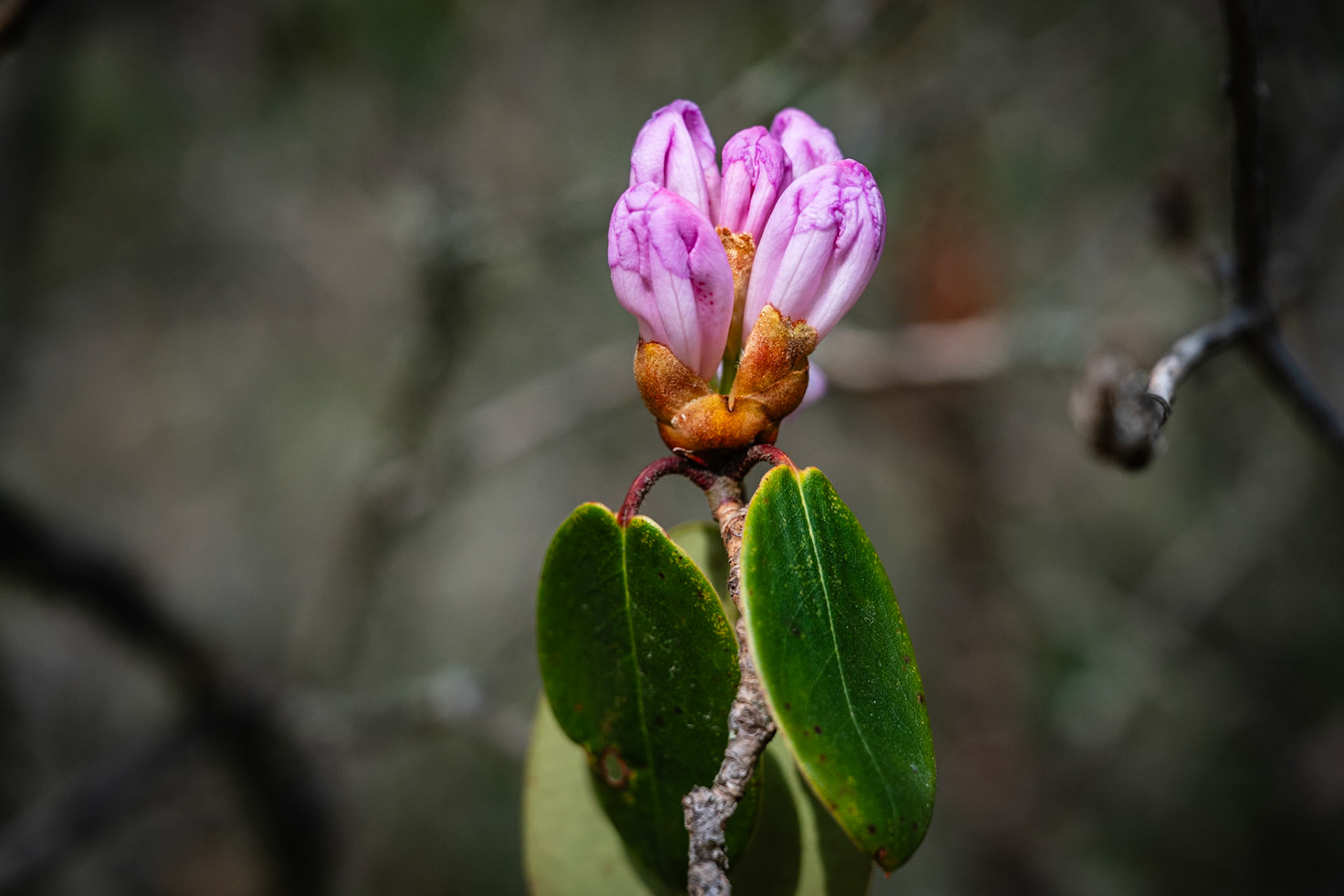Day 4 - Around Namche Bazaar (3'446 m)