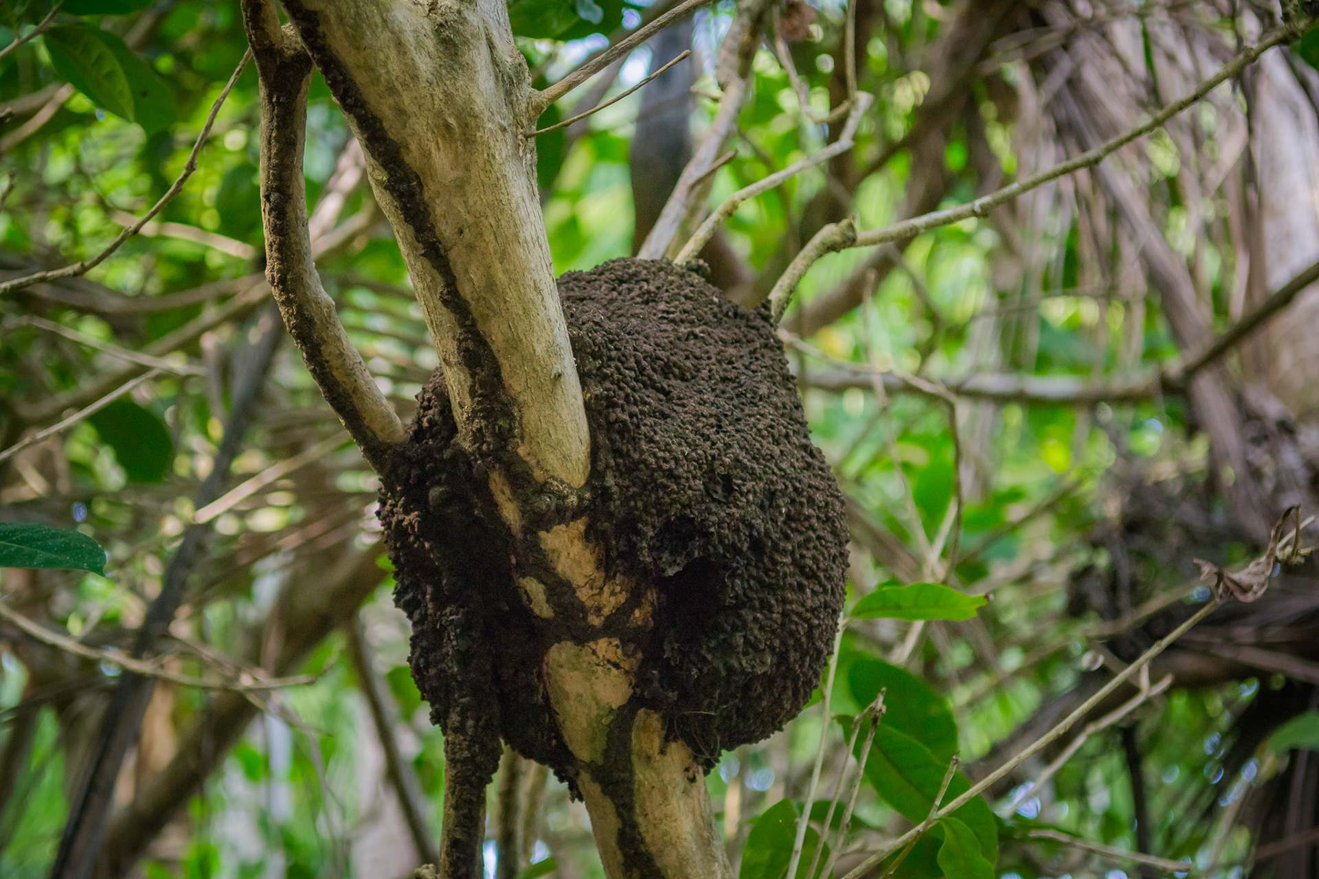 Parque Nacional Manuel Antonio