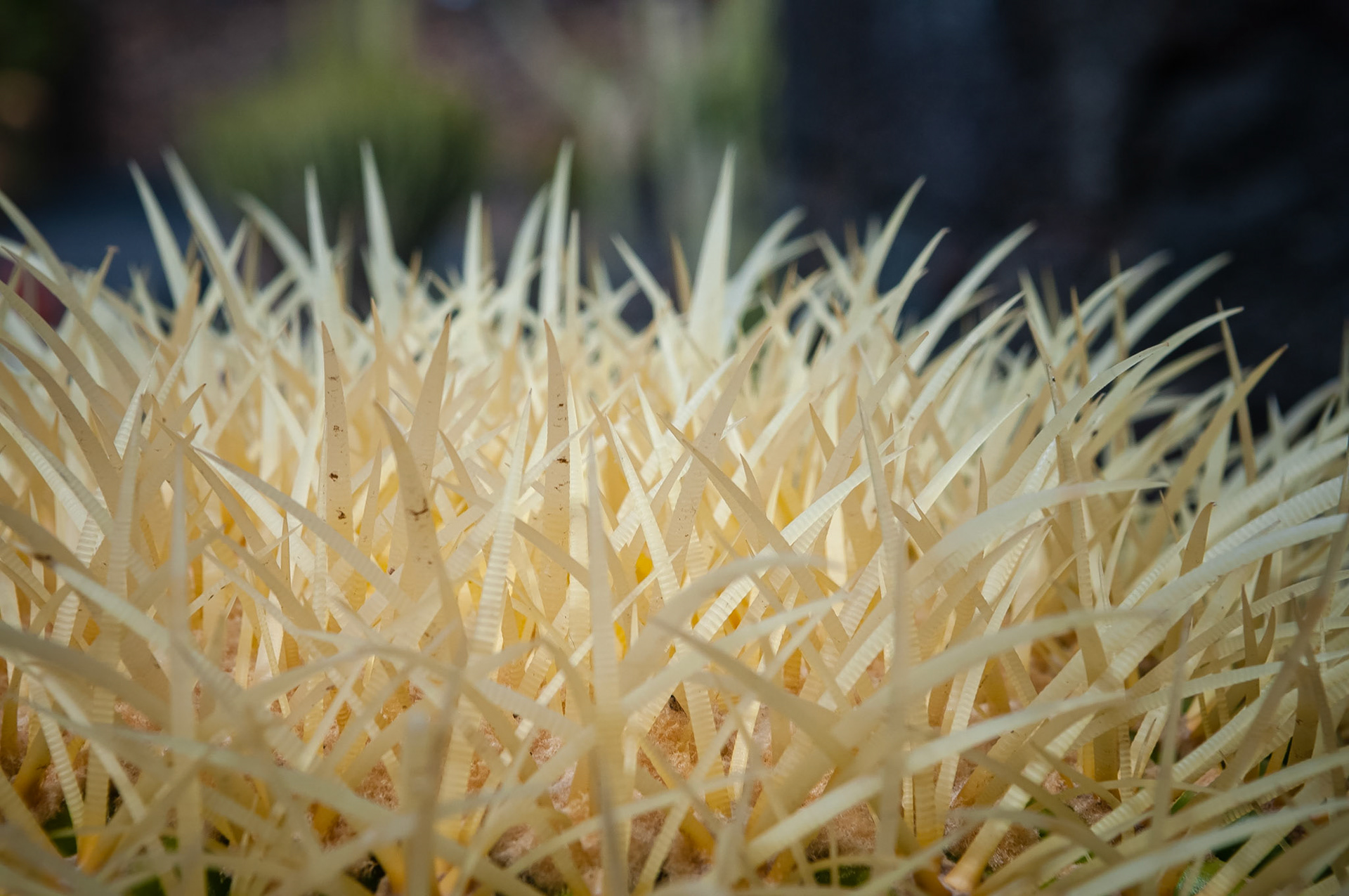 Jardin de Cactus, Lanzarote