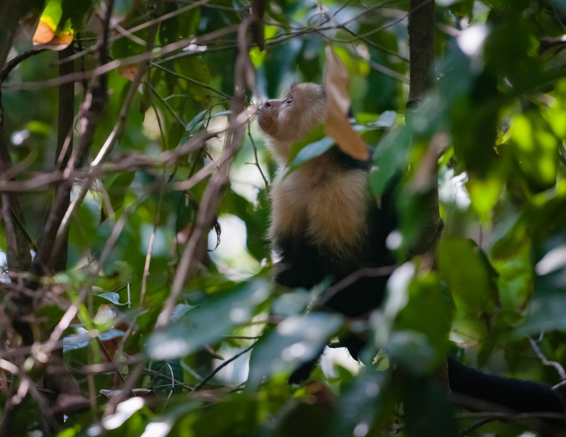 Parque Nacional Manuel Antonio