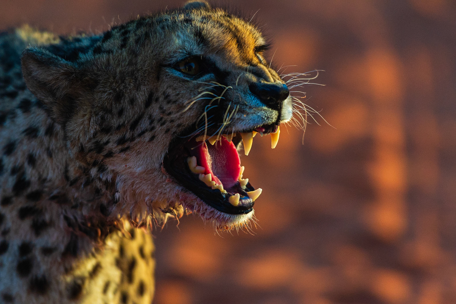 Bagatelle Kalahari Game Ranch, Mariental