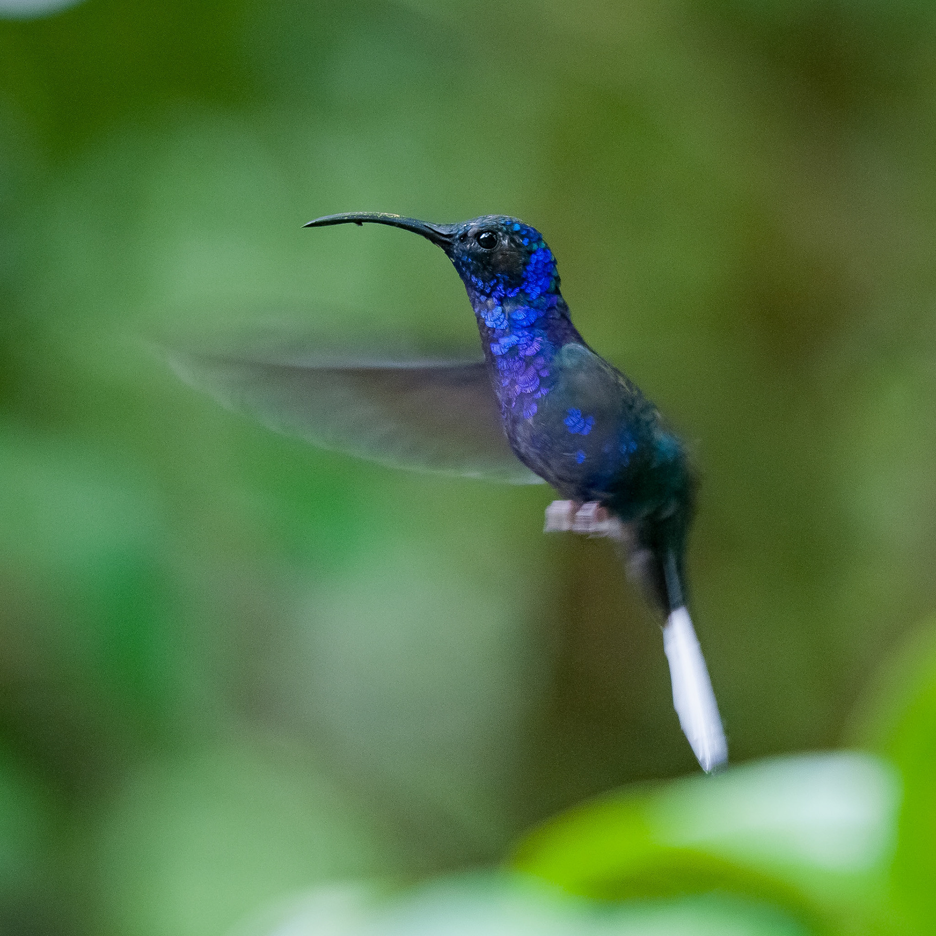Violet Sabrewing (male), Reserva Biologica Bosque Nuboso Monteverde