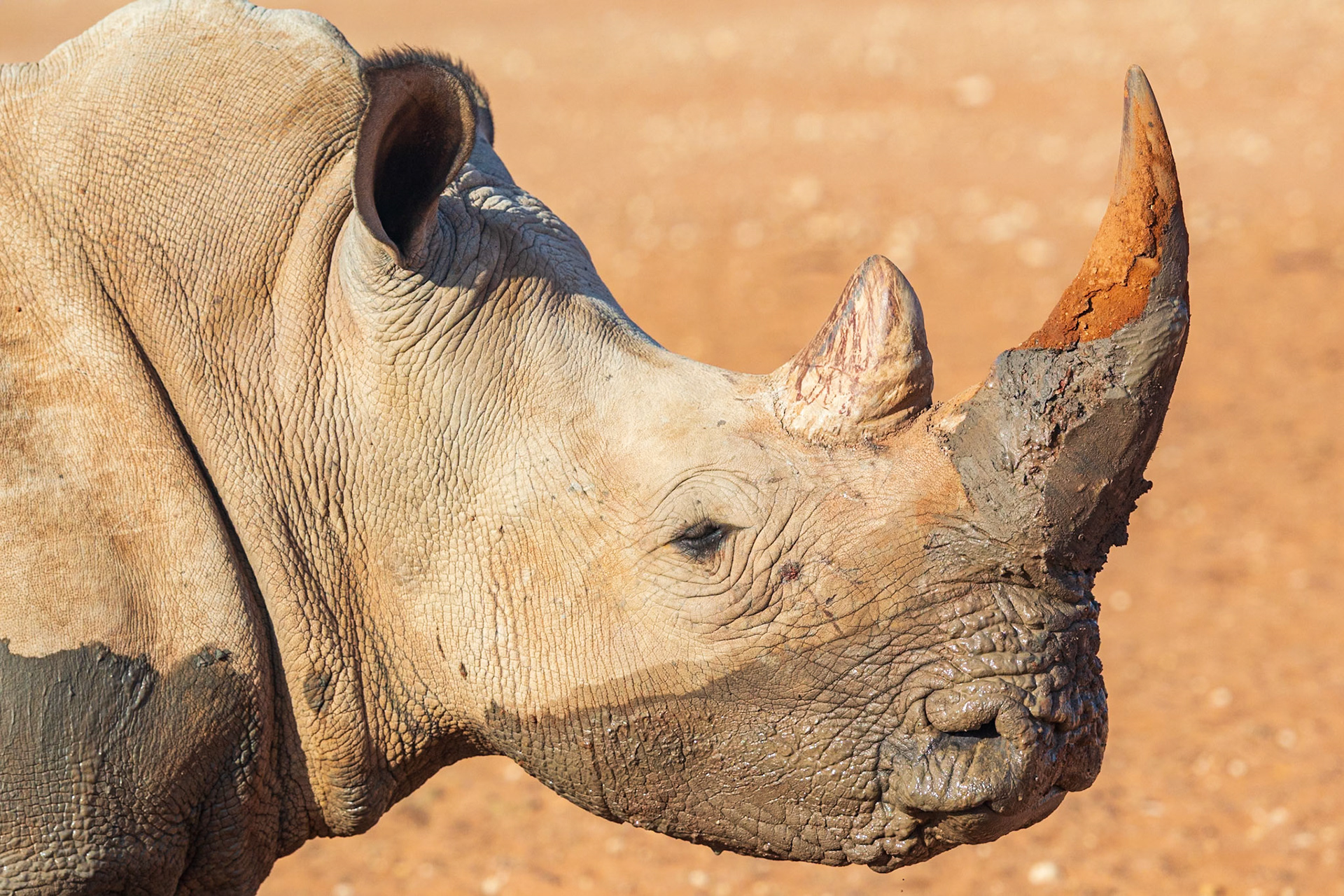 Bagatelle Kalahari Game Ranch, Mariental