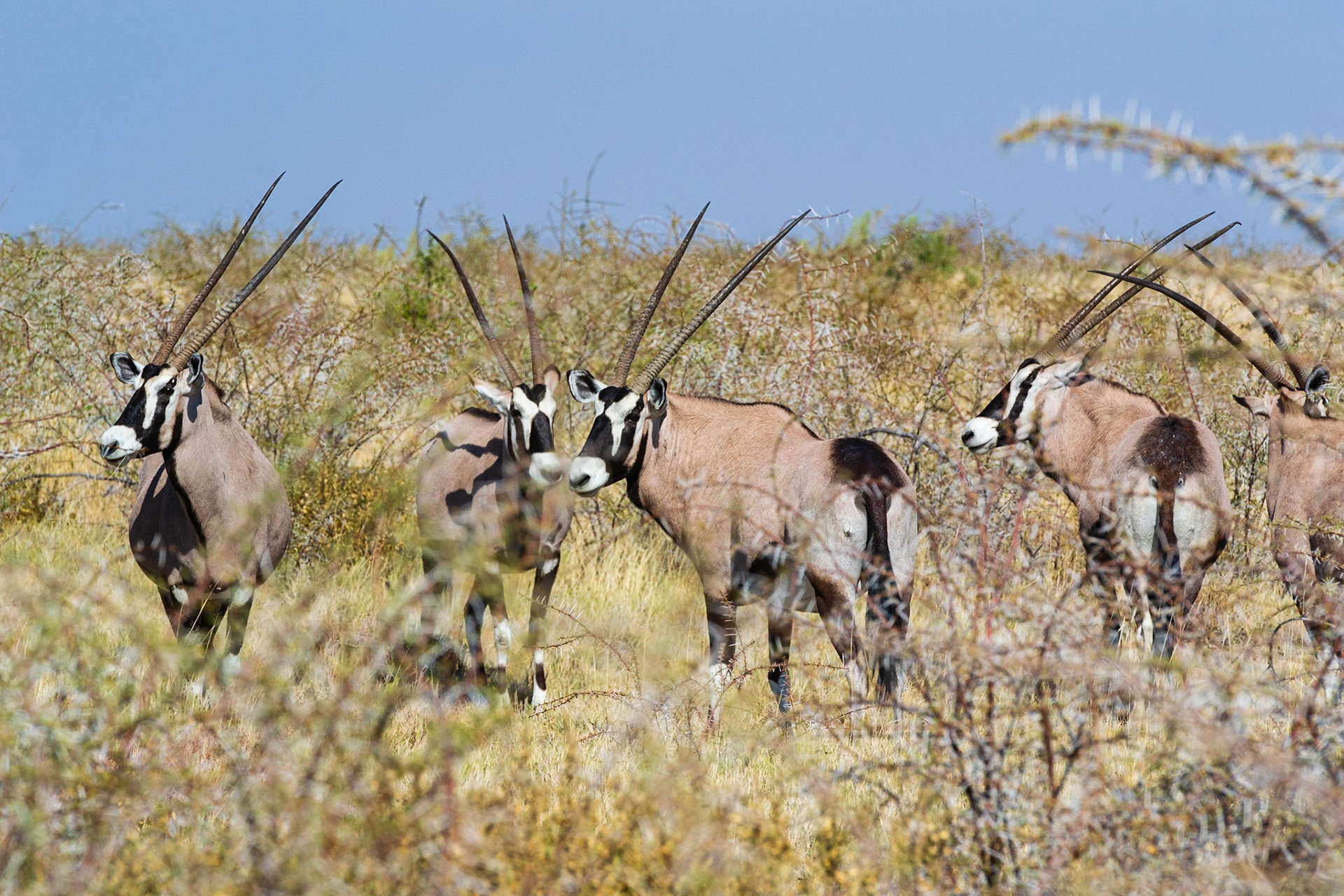 Etosha National Park
