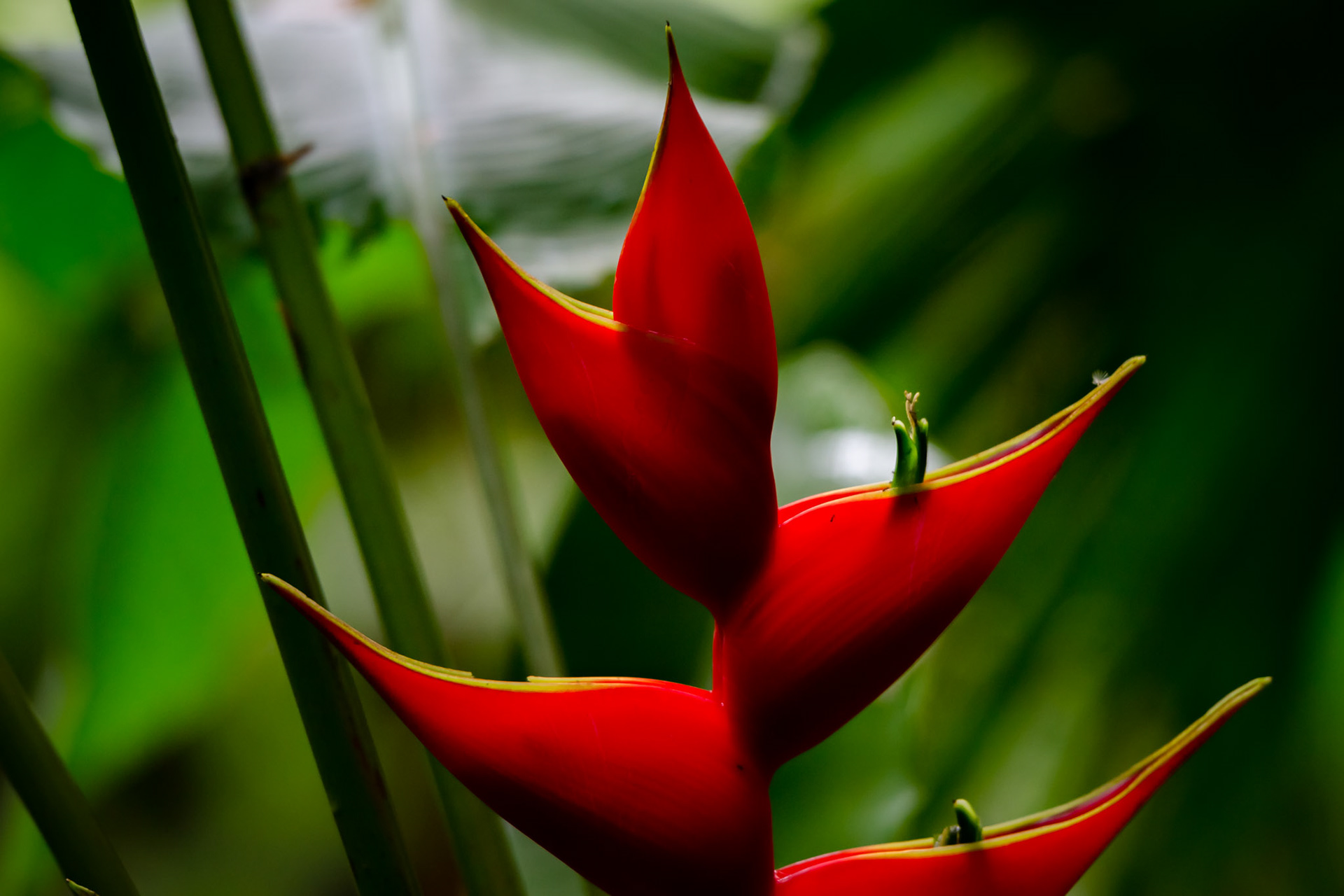Butterfly Conservatory, El Castillo