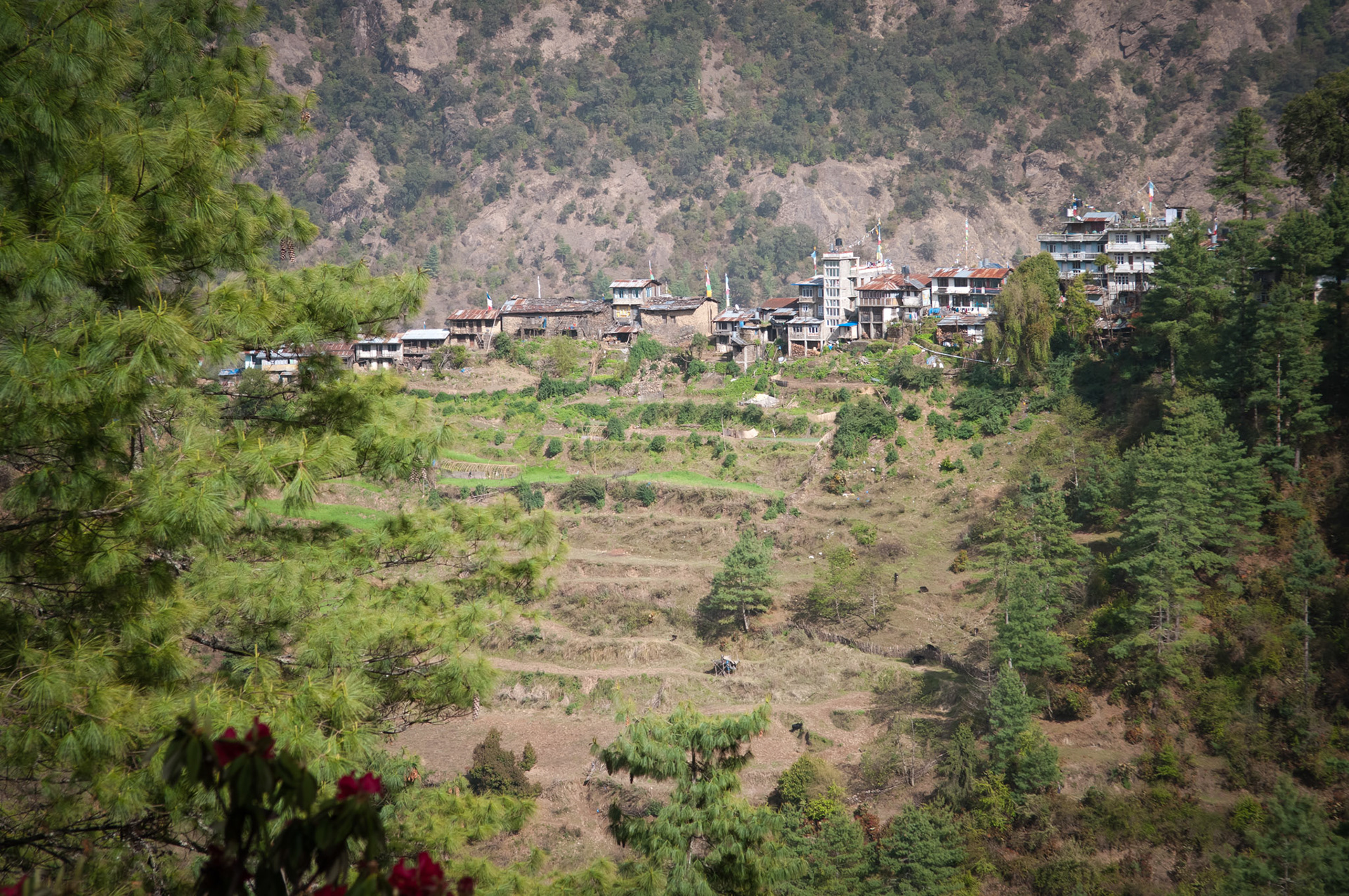Entre Dhunche (1960m) et Thulo Syabru (2210m)