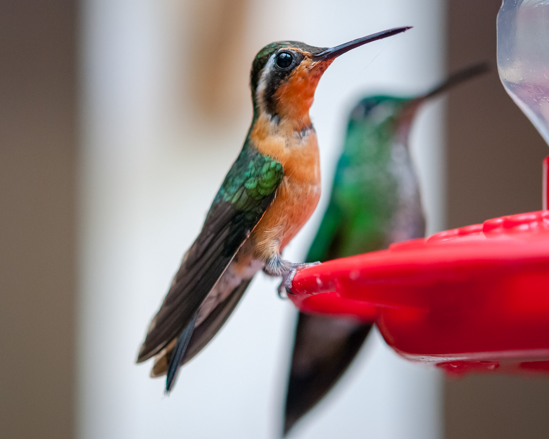 Reserva Biologica Bosque Nuboso Monteverde