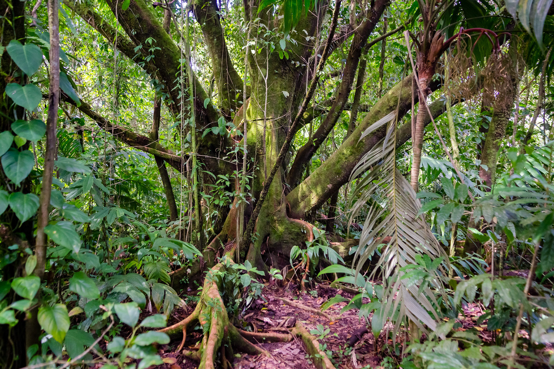 Parque National Volcan Arenal