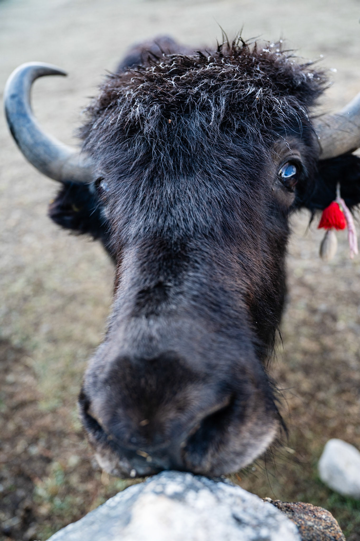 Day 8 - Gokyo (4'790 m) to Lumden (4'370 m) crossing over Renjo la pass (5'340 m)