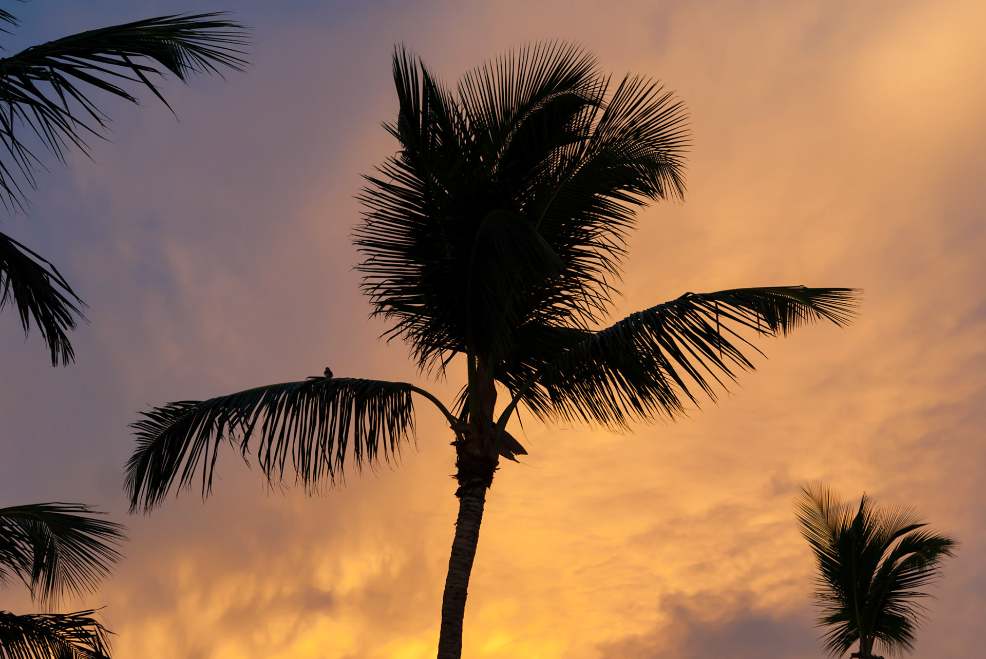 Club Med Punta Cana, République Dominicaine