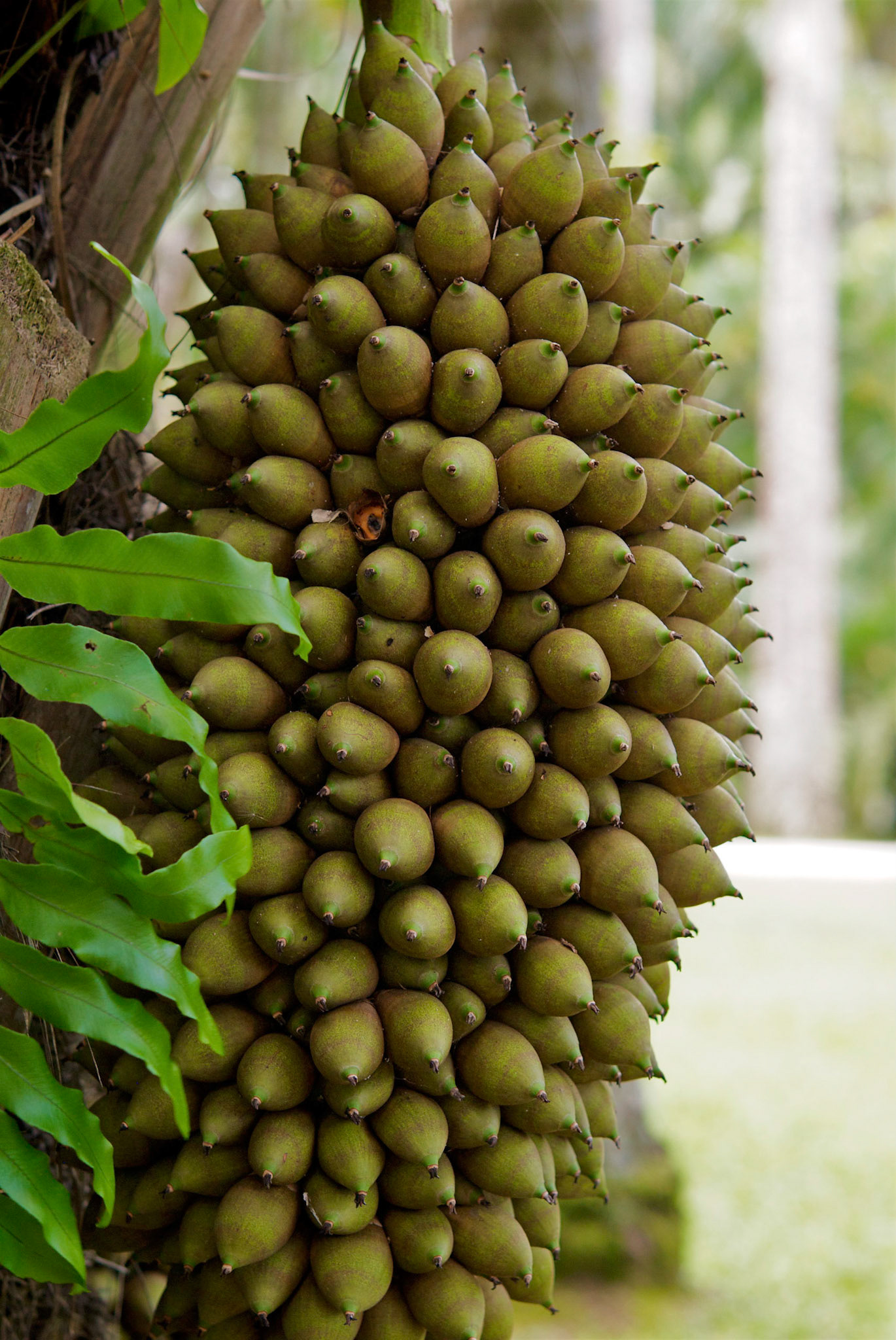 Jardim Botânico, Rio de Janeiro