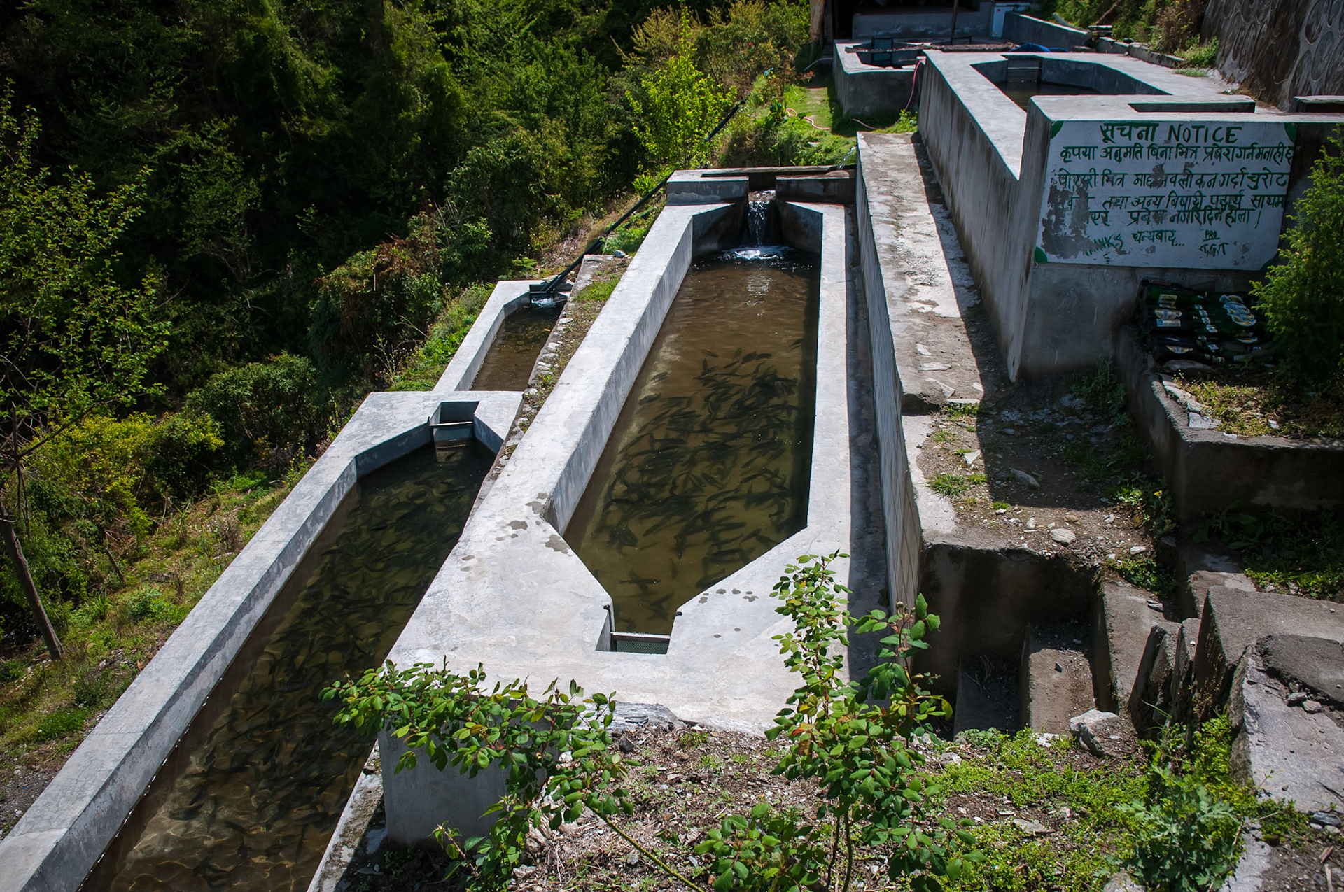 Entre Dhunche (1960m) et Thulo Syabru (2210m)