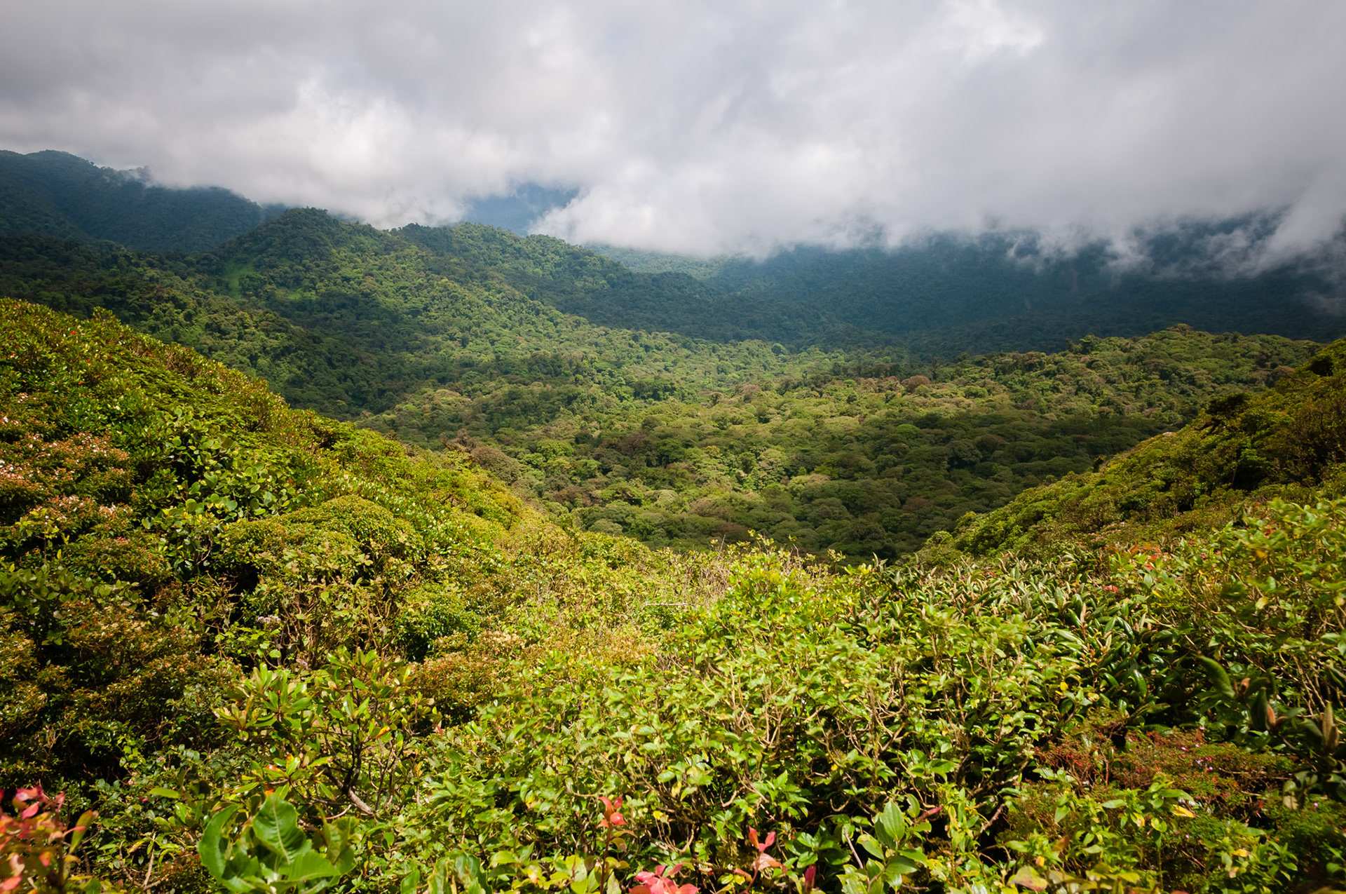 Reserva Biologica Bosque Nuboso Monteverde