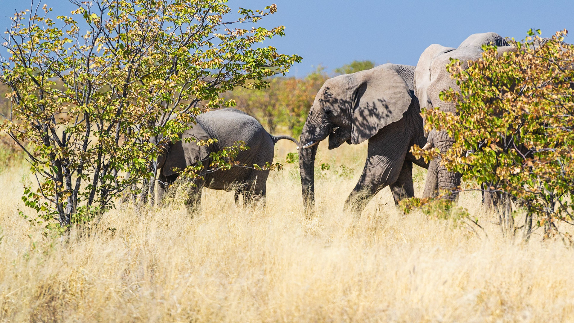 Etosha National Park