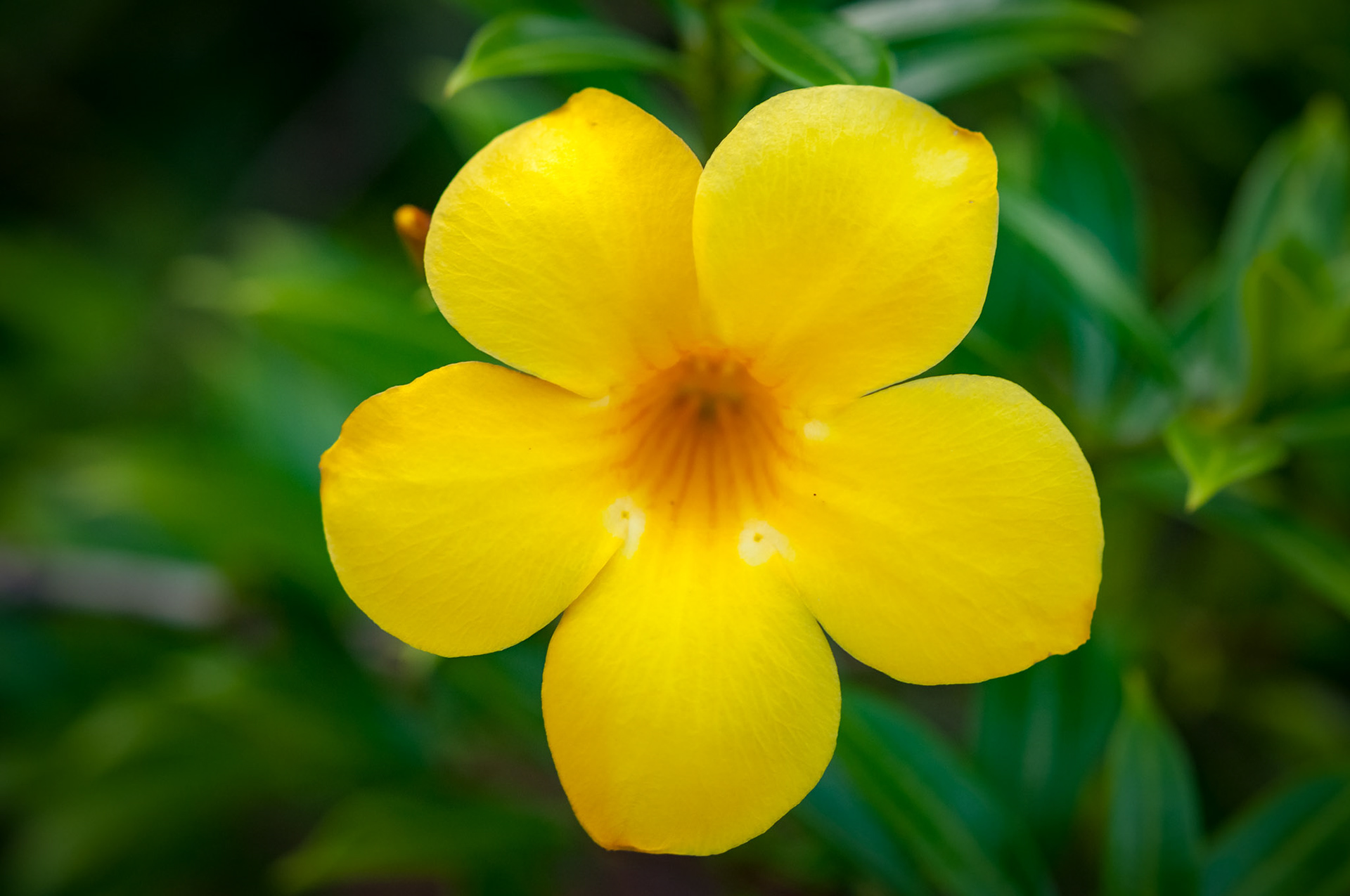La Cacatua Lodge , Uvita