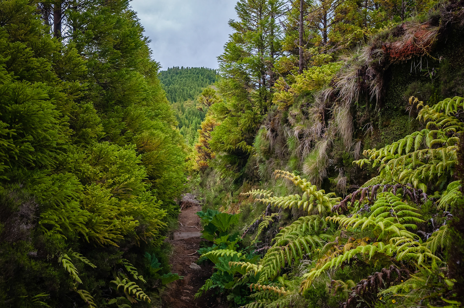 Trail Serra Devassa, São Miguel
