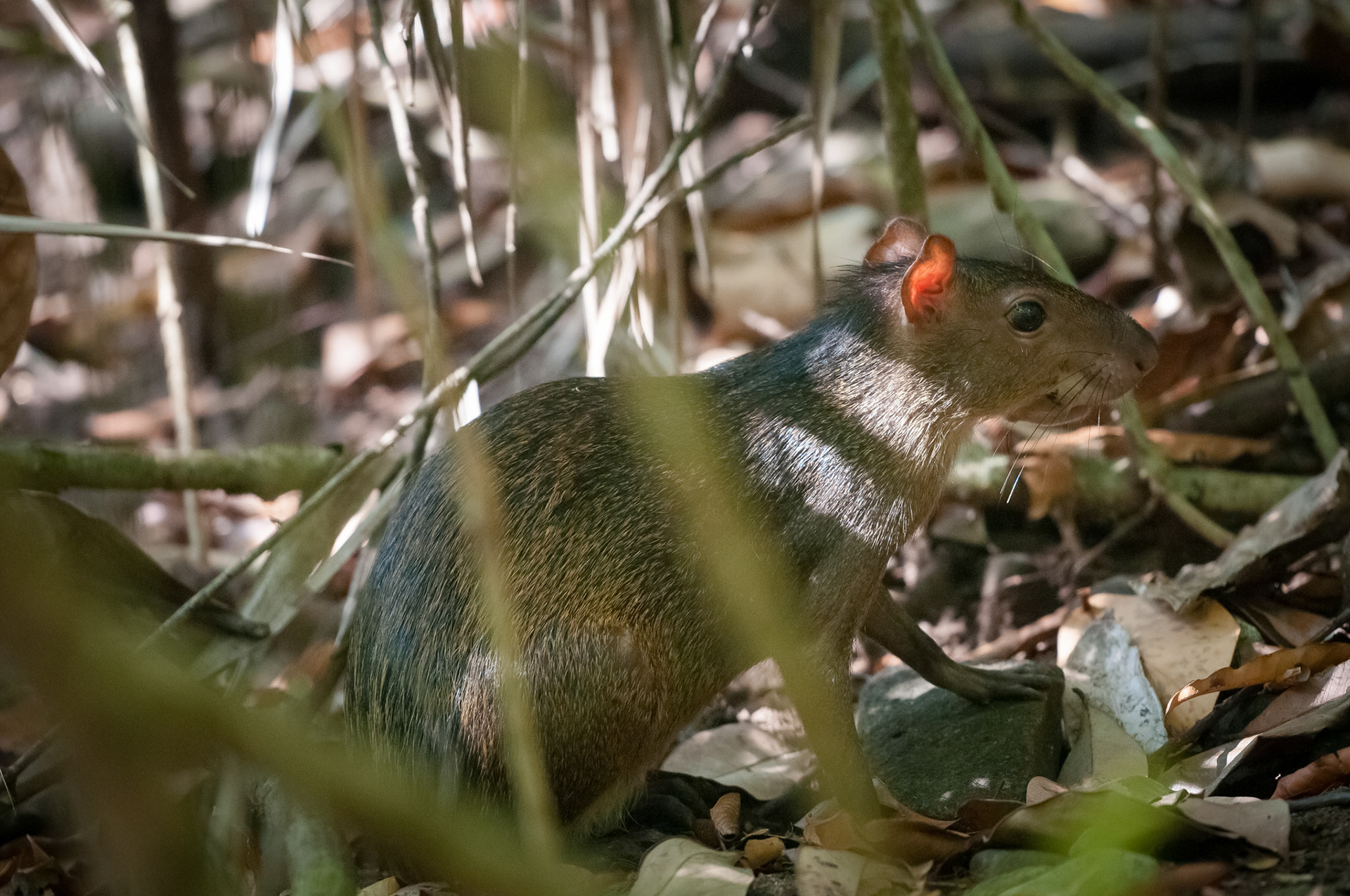 Parque Nacional Manuel Antonio
