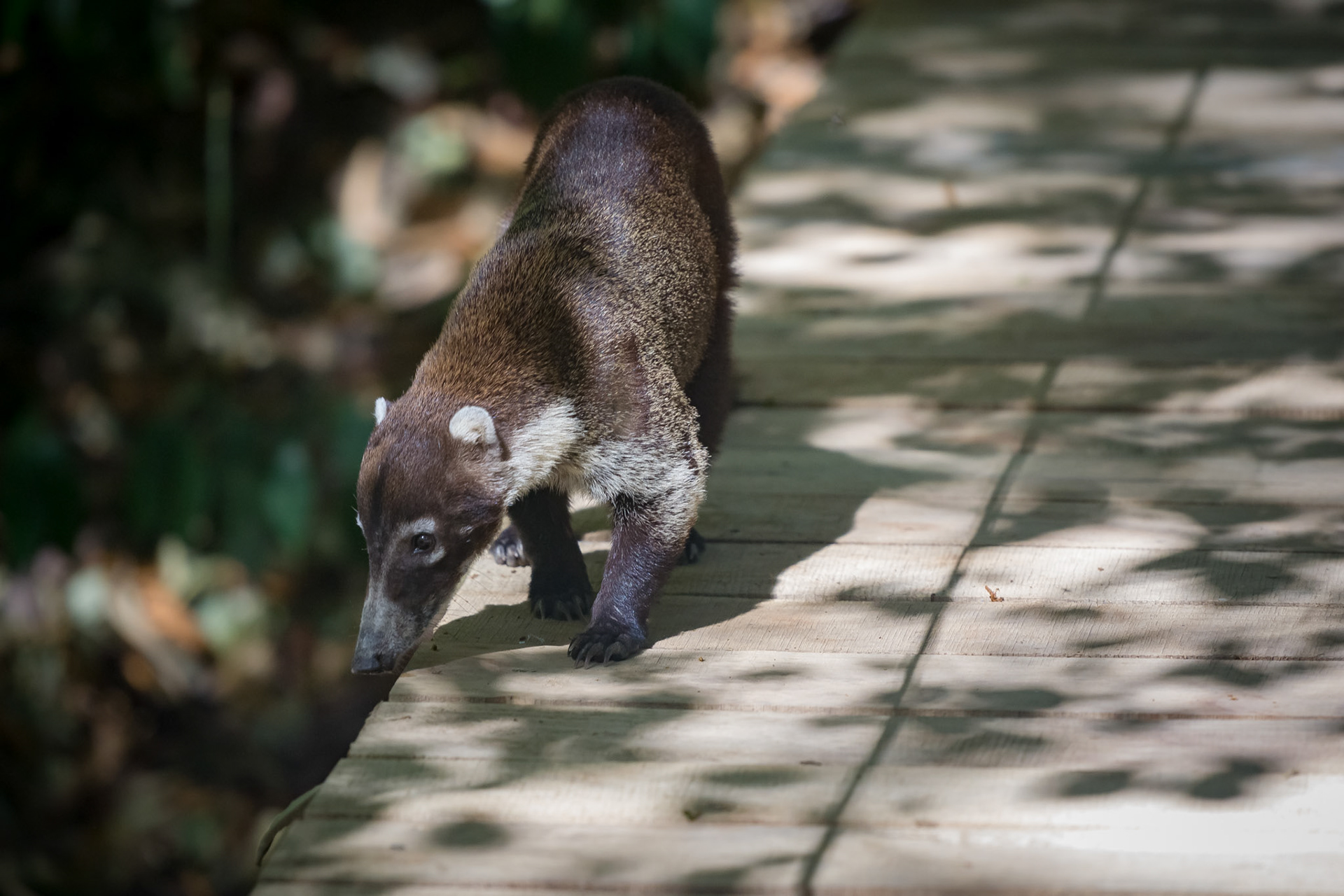 White-Nosed Coati, Hotel El Pequeño Gecko Verde