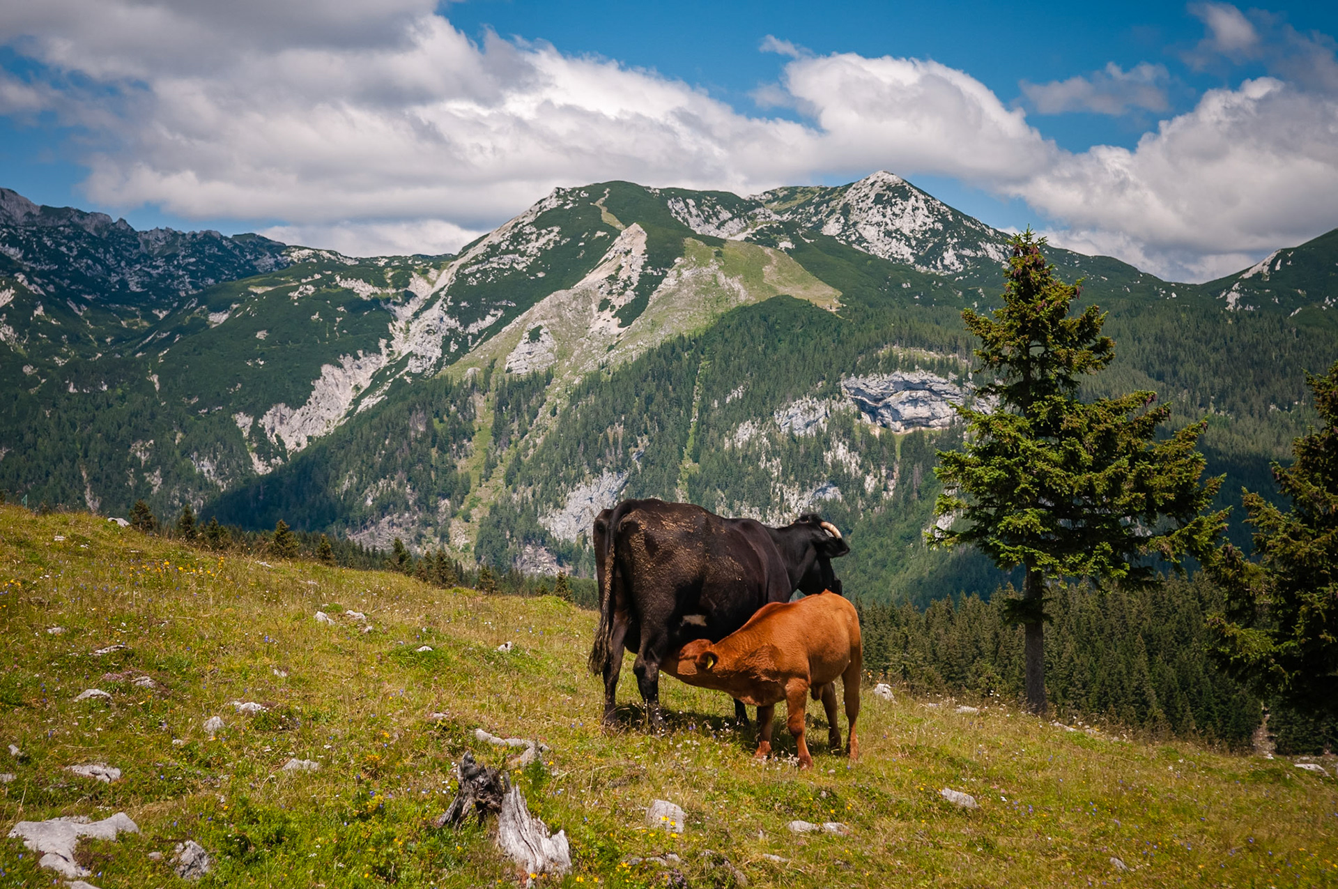Velika Planina, Slovénie