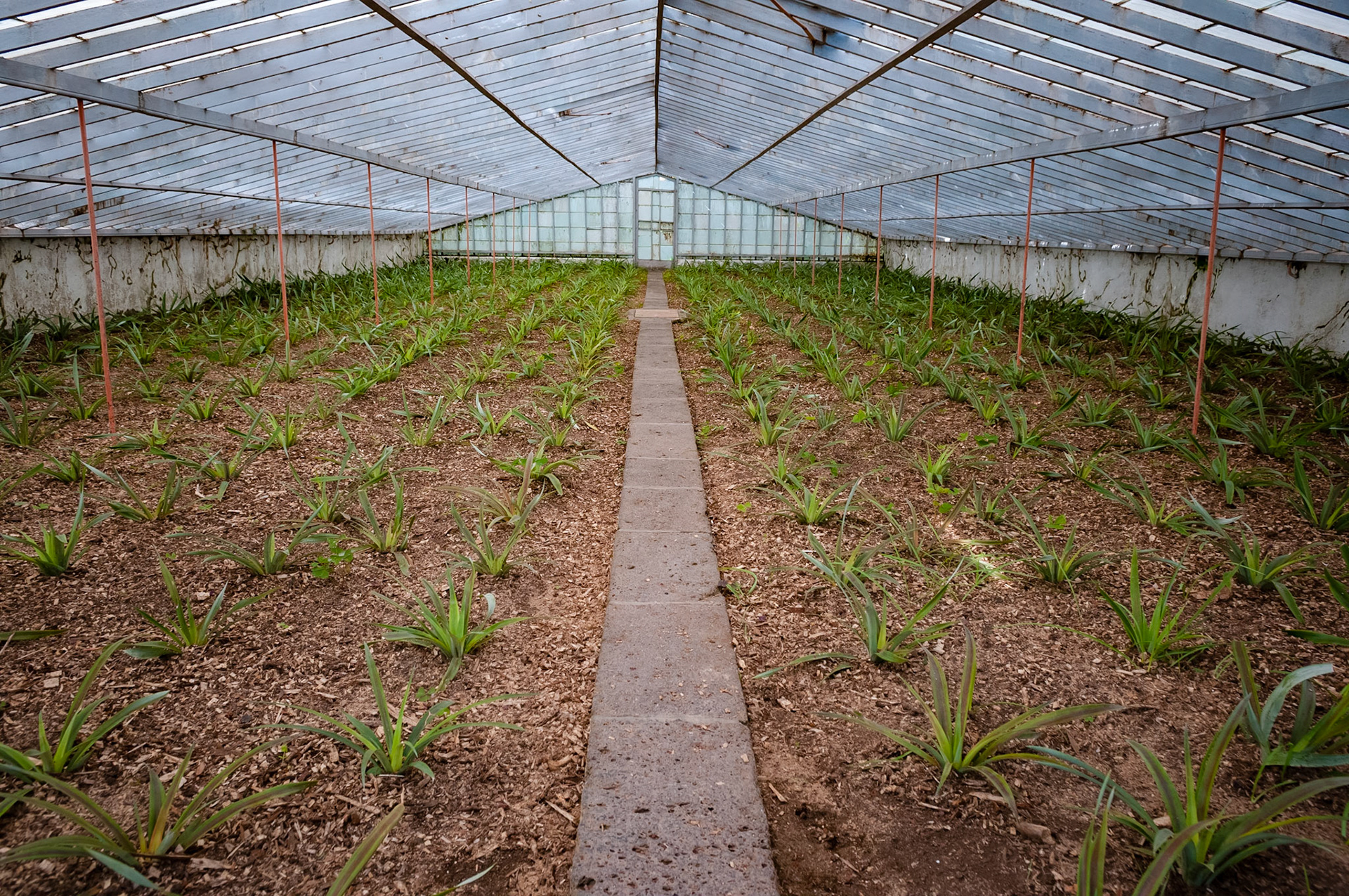 Plantation Ananas Augusto Arruda, Fajã do Baixo, São Miguel