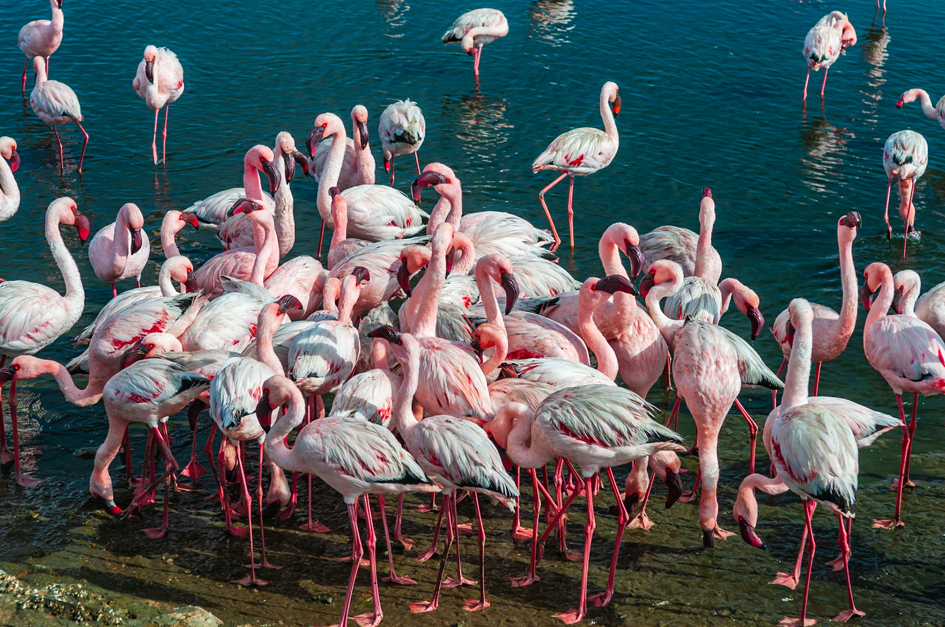Flamingo Lagoon, Walvis Bay