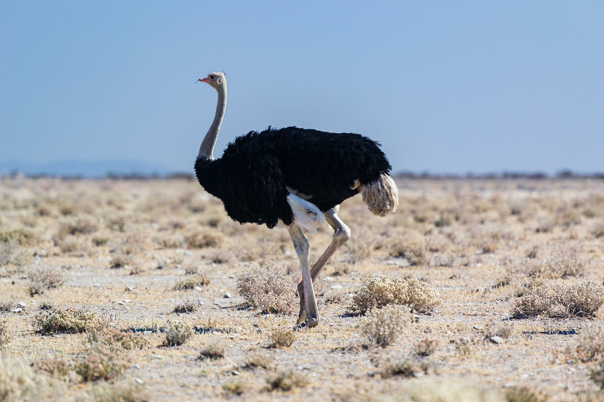 Etosha National Park