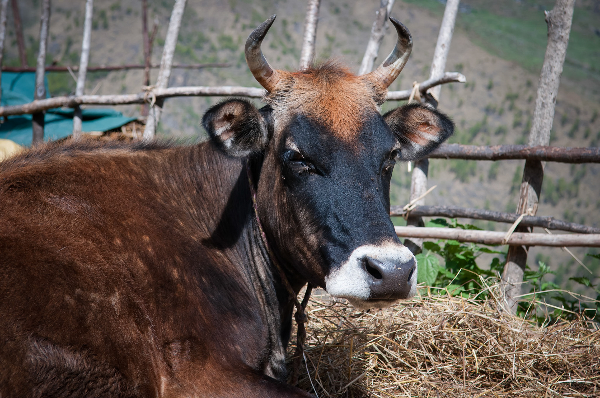 Entre Dhunche (1960m) et Thulo Syabru (2210m)