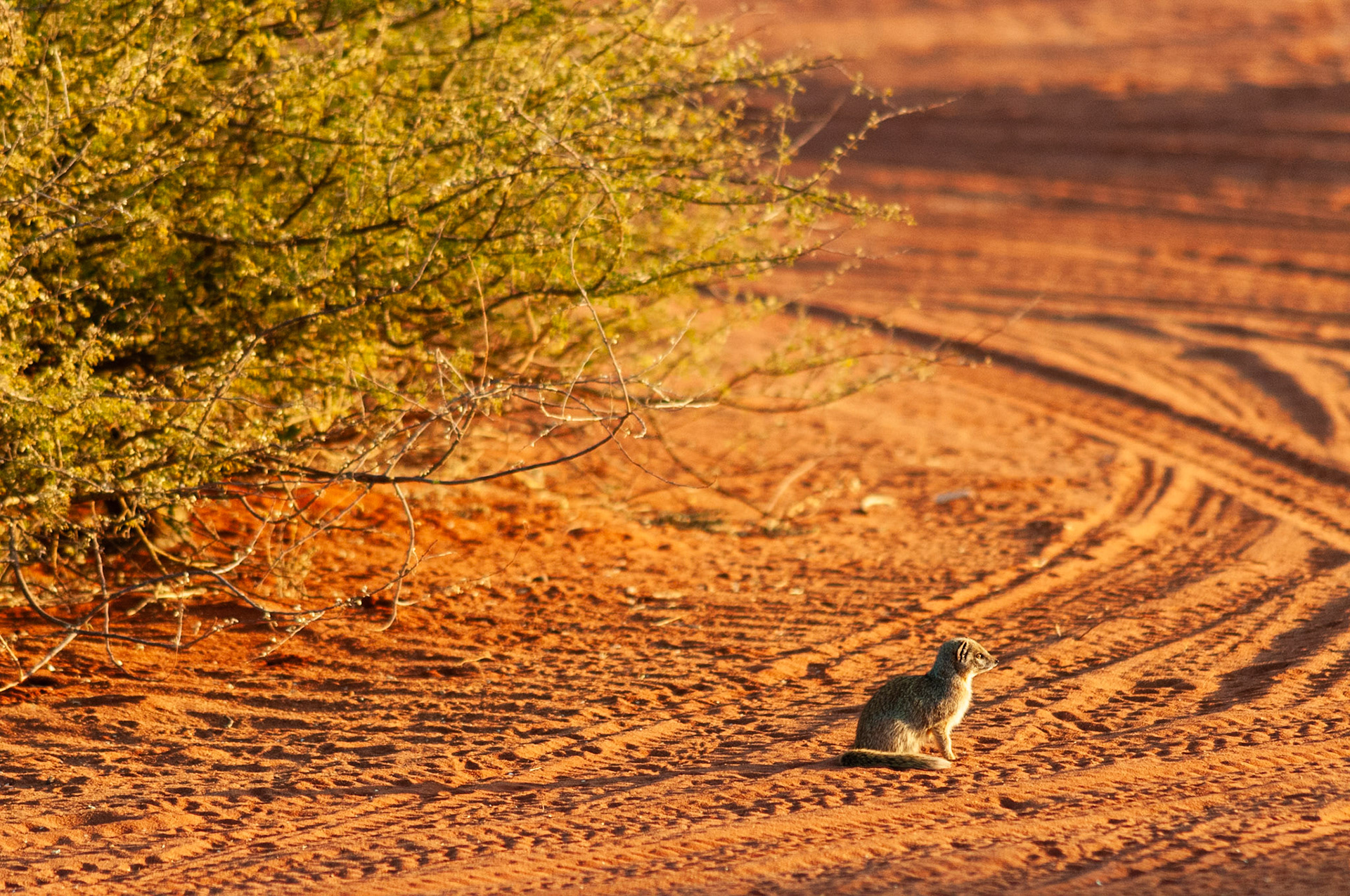 Bagatelle Kalahari Game Ranch, Mariental