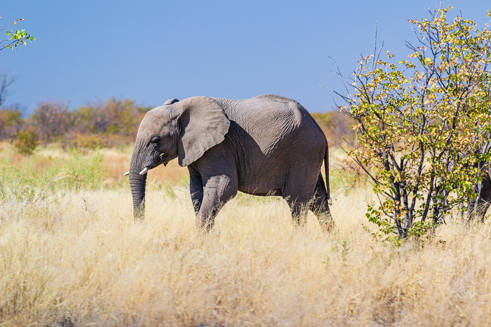 Etosha National Park