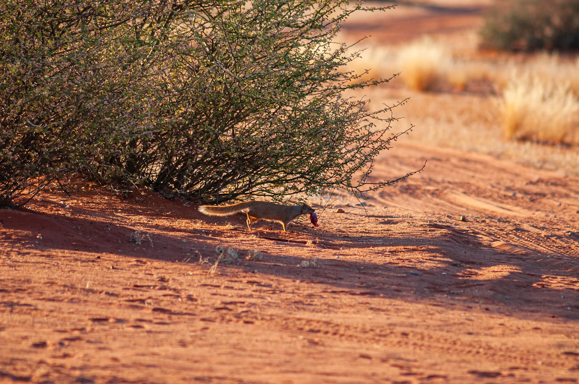 Bagatelle Kalahari Game Ranch, Mariental